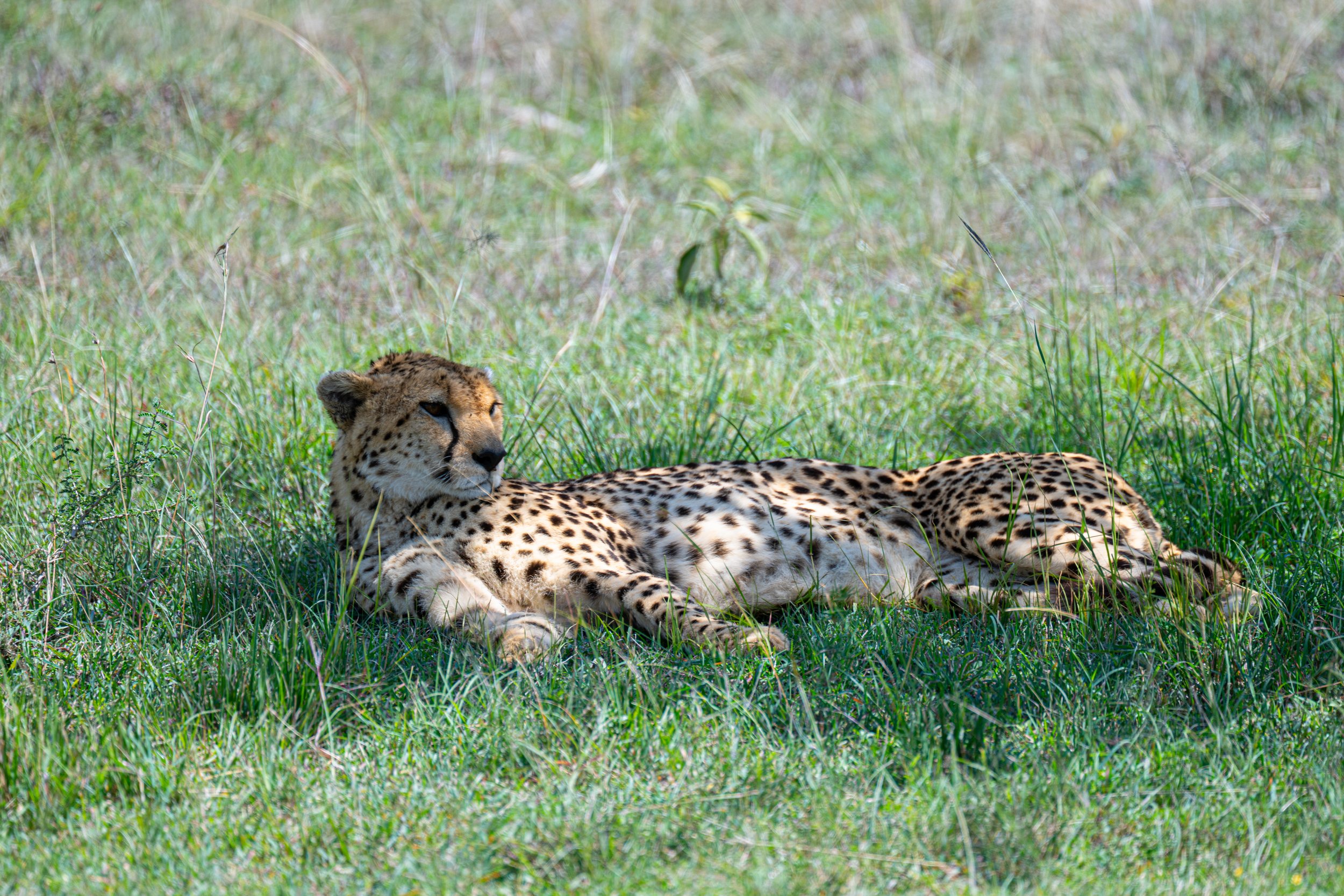 Africa2026VZ8_48162026.jpg
