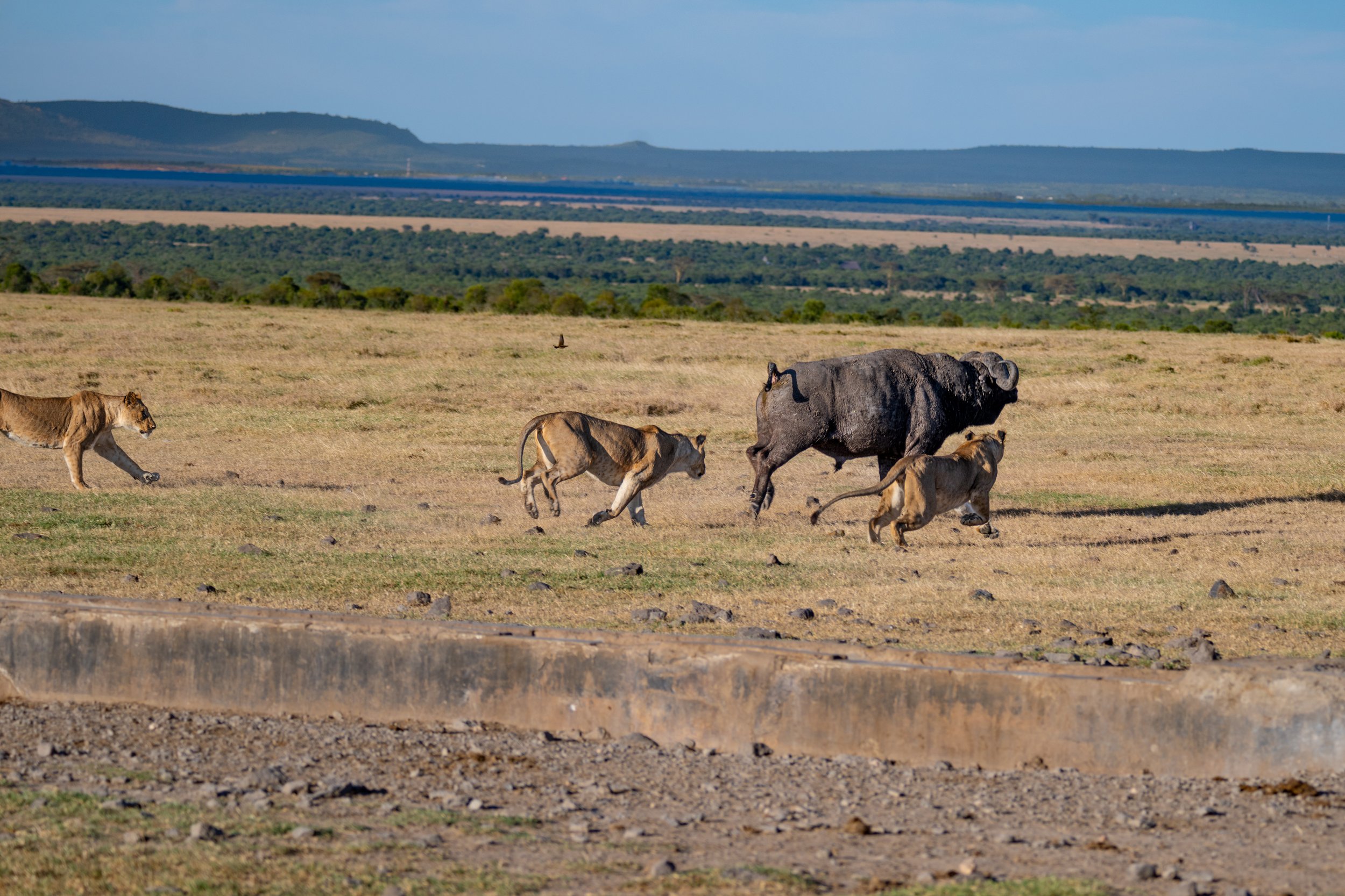Africa2026VZ8_30572026.jpg
