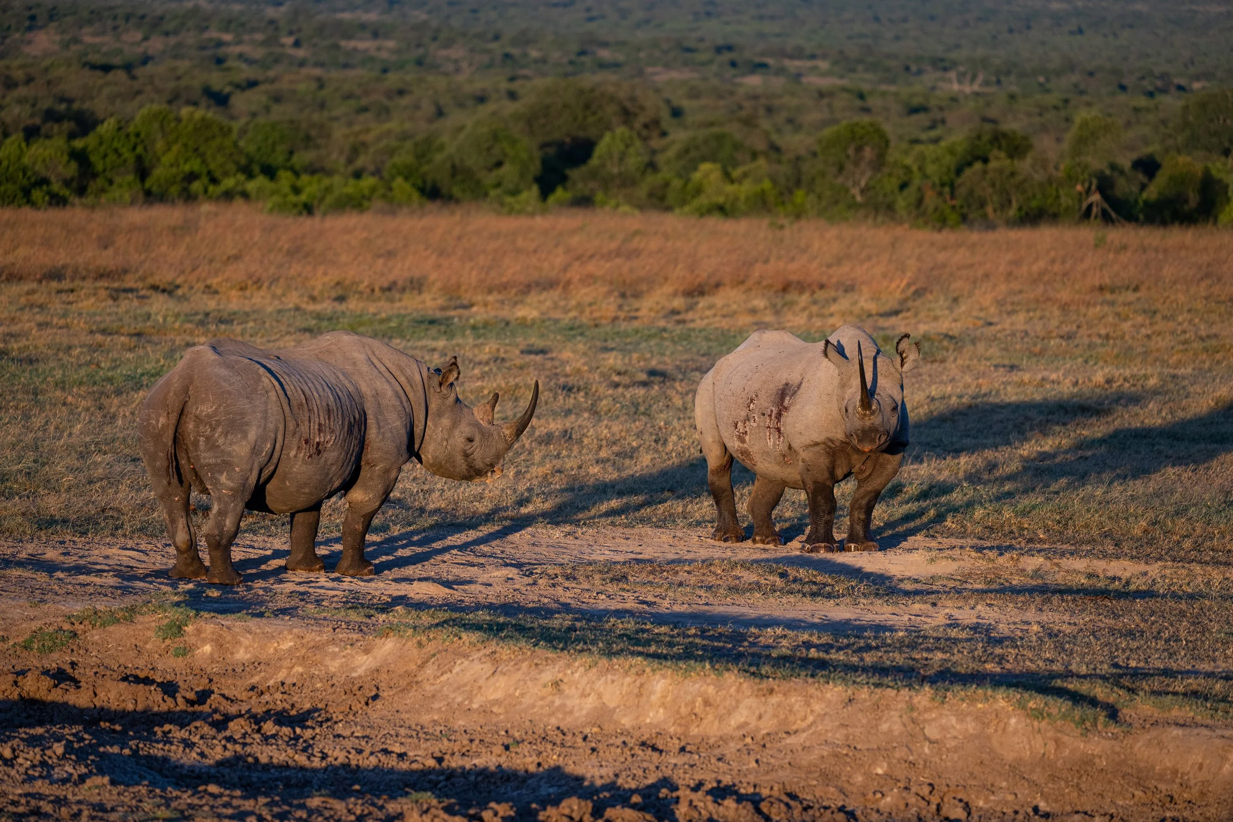 Africa2026VZ8_23152026.jpg