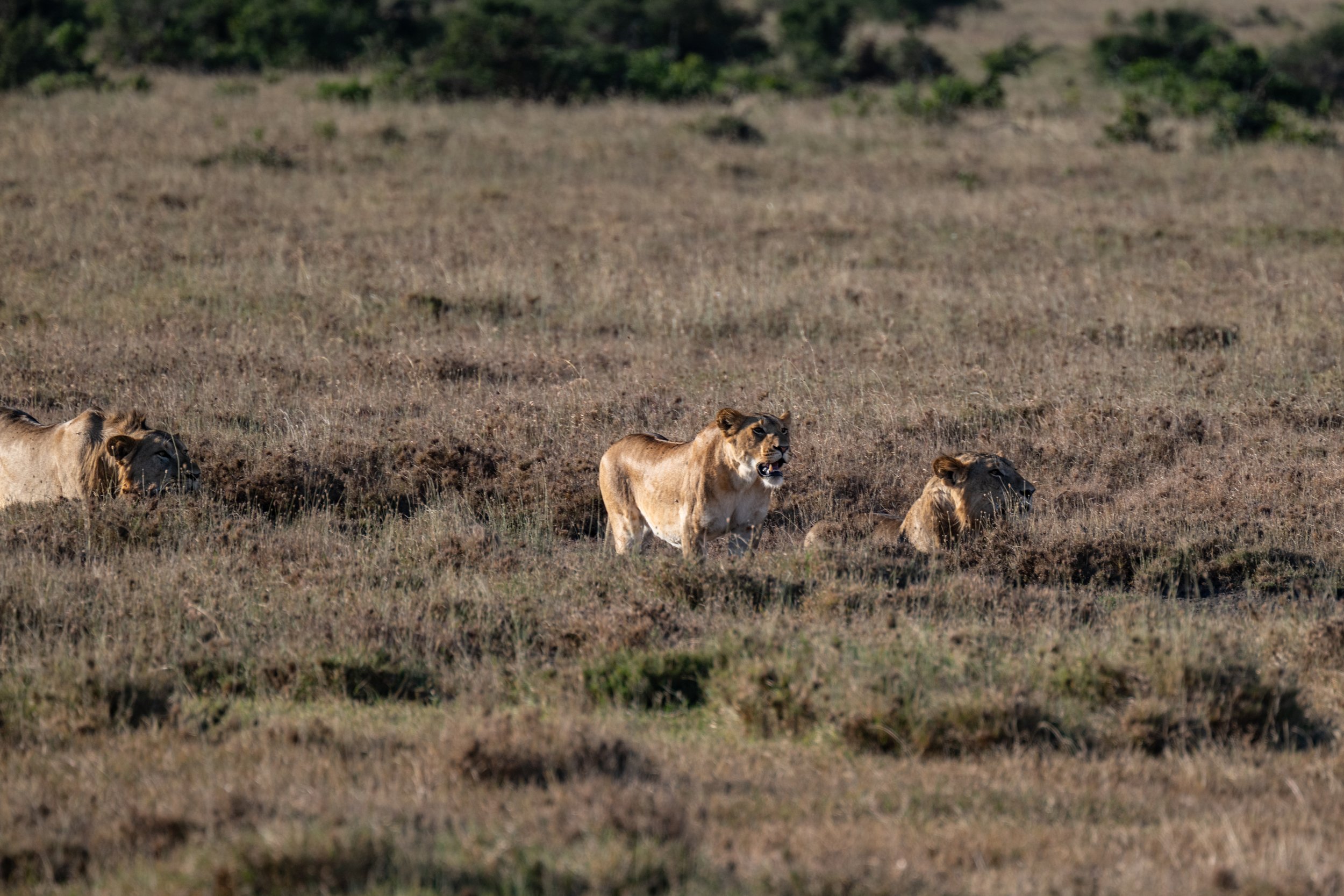 Africa2026VZ8_30412026.jpg
