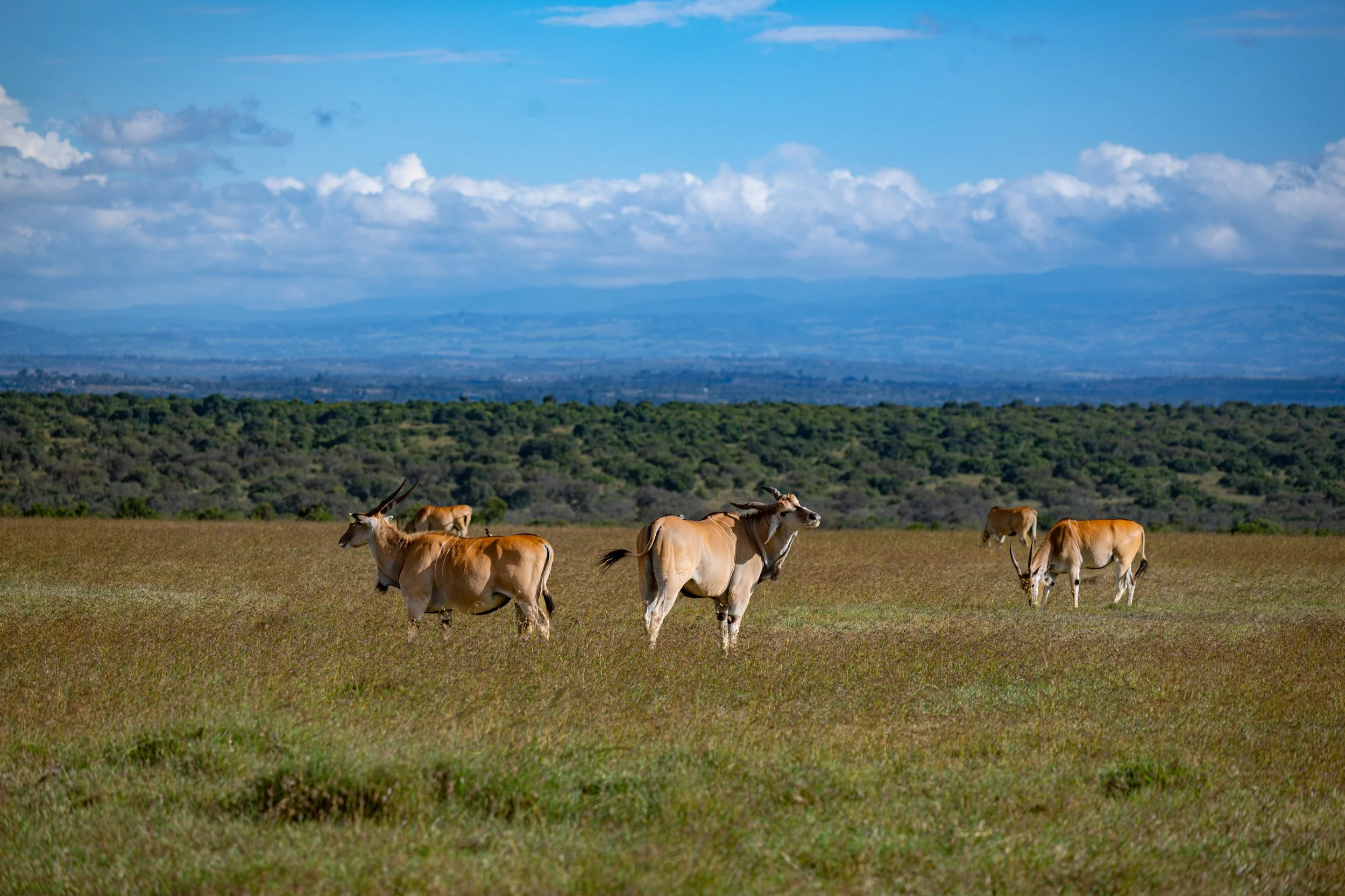 Africa2026VZ8_29432026.jpg