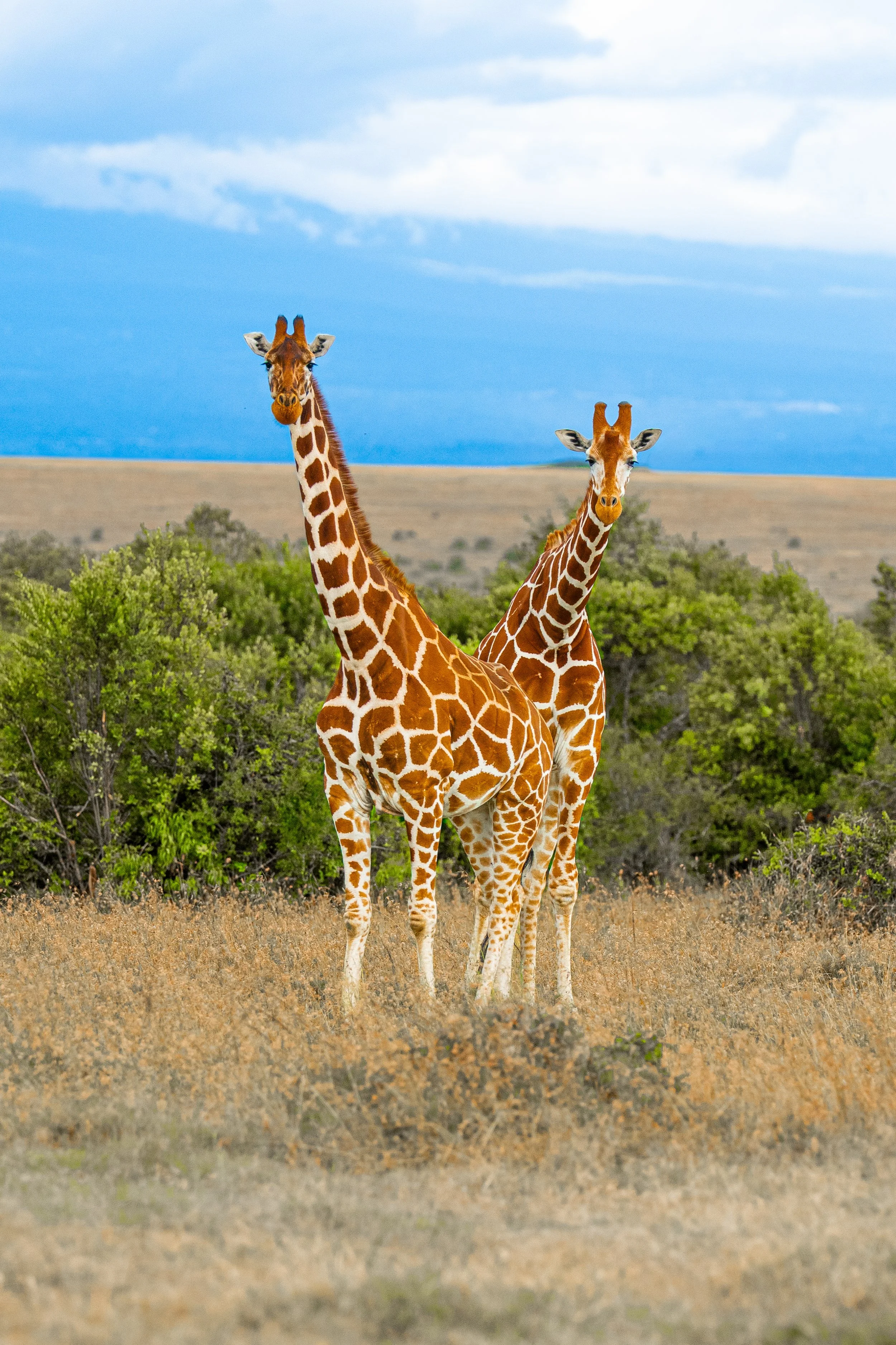 Africa2026Z81_22012026-2.jpg