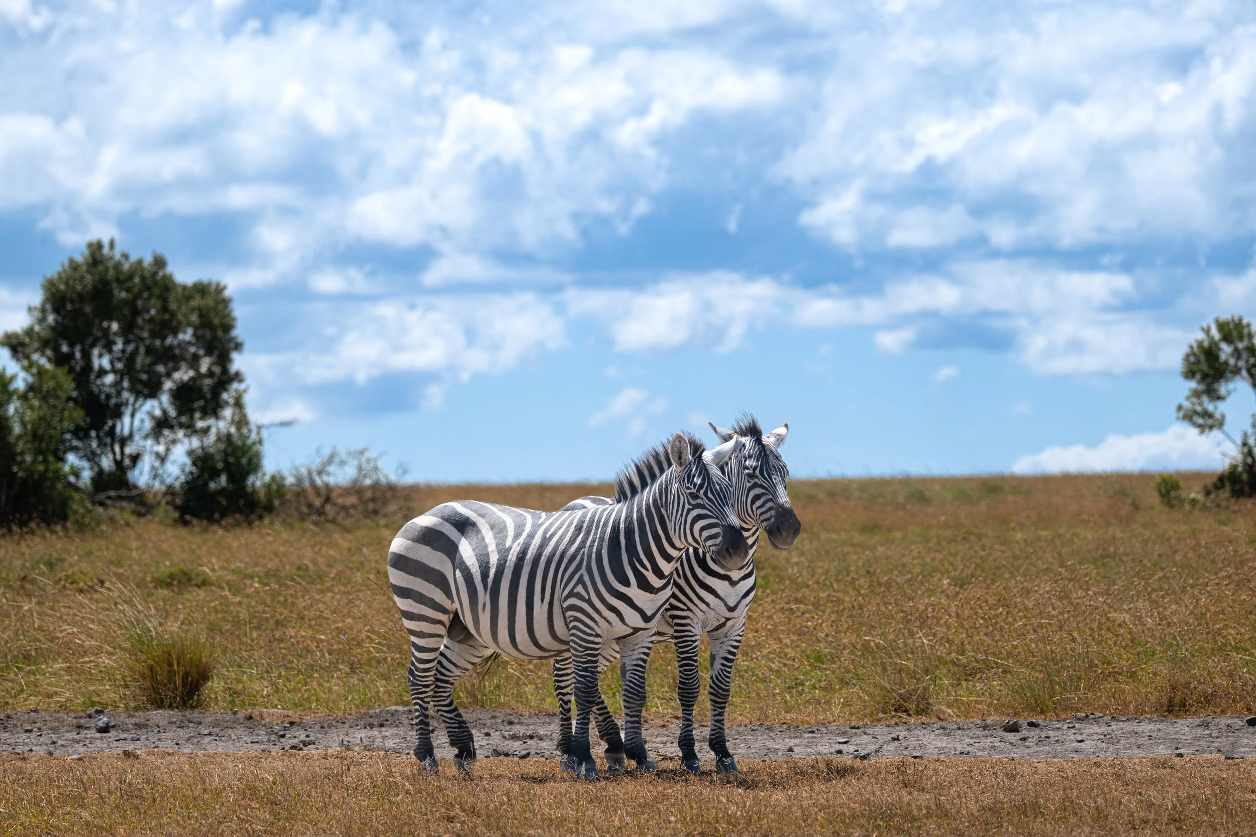Africa2026VZ8_26742026.jpg