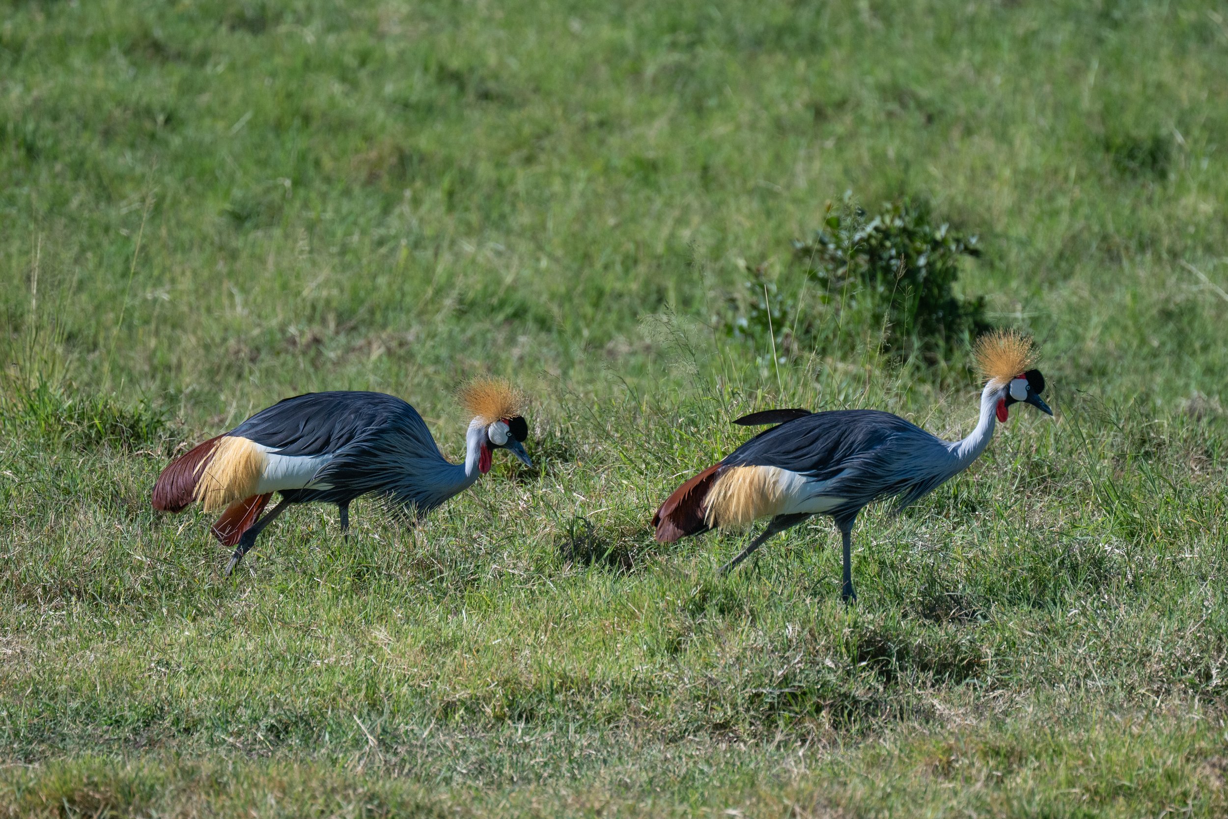 Africa2026Z82_24782026.jpg