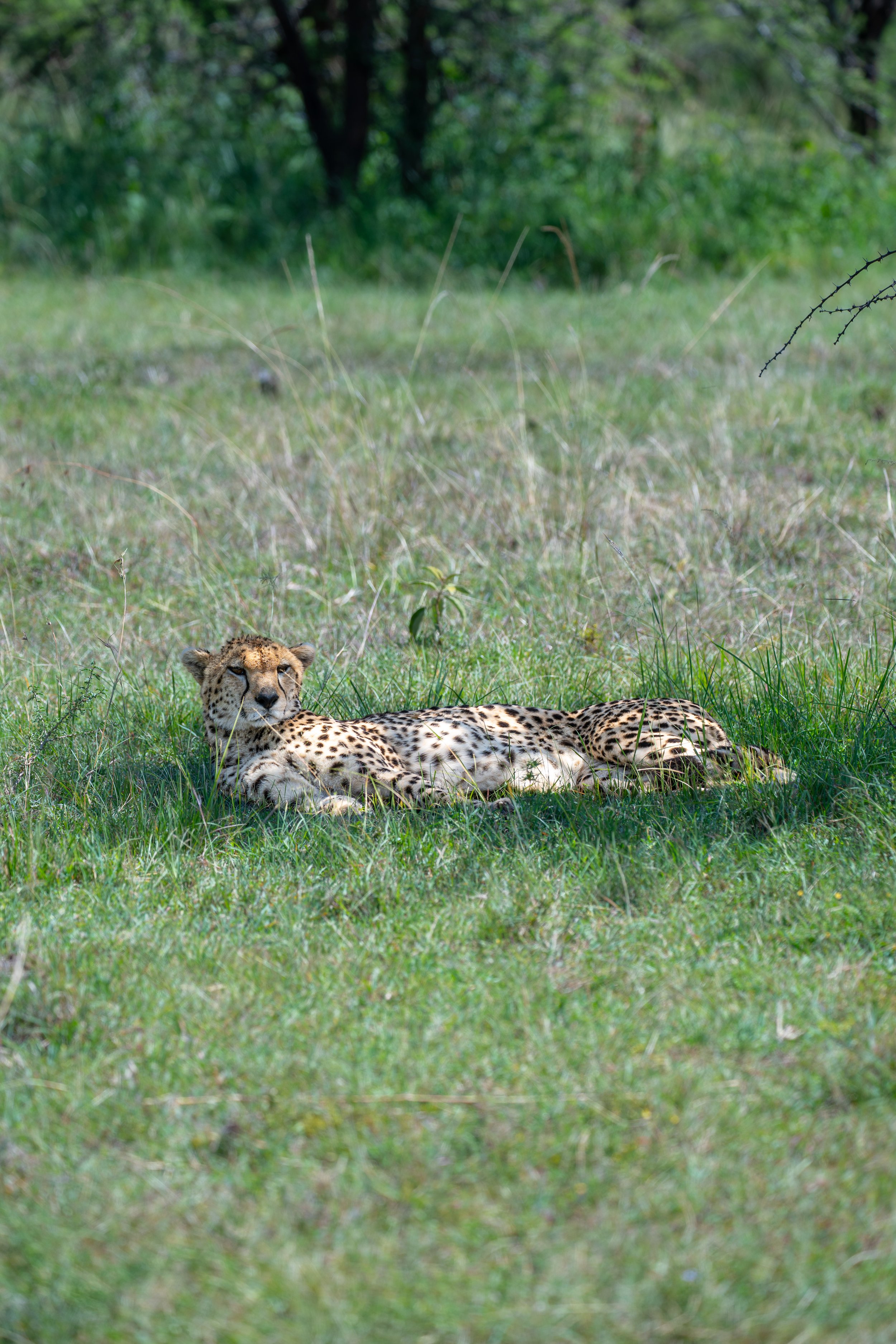 Africa2026VZ8_47812026.jpg