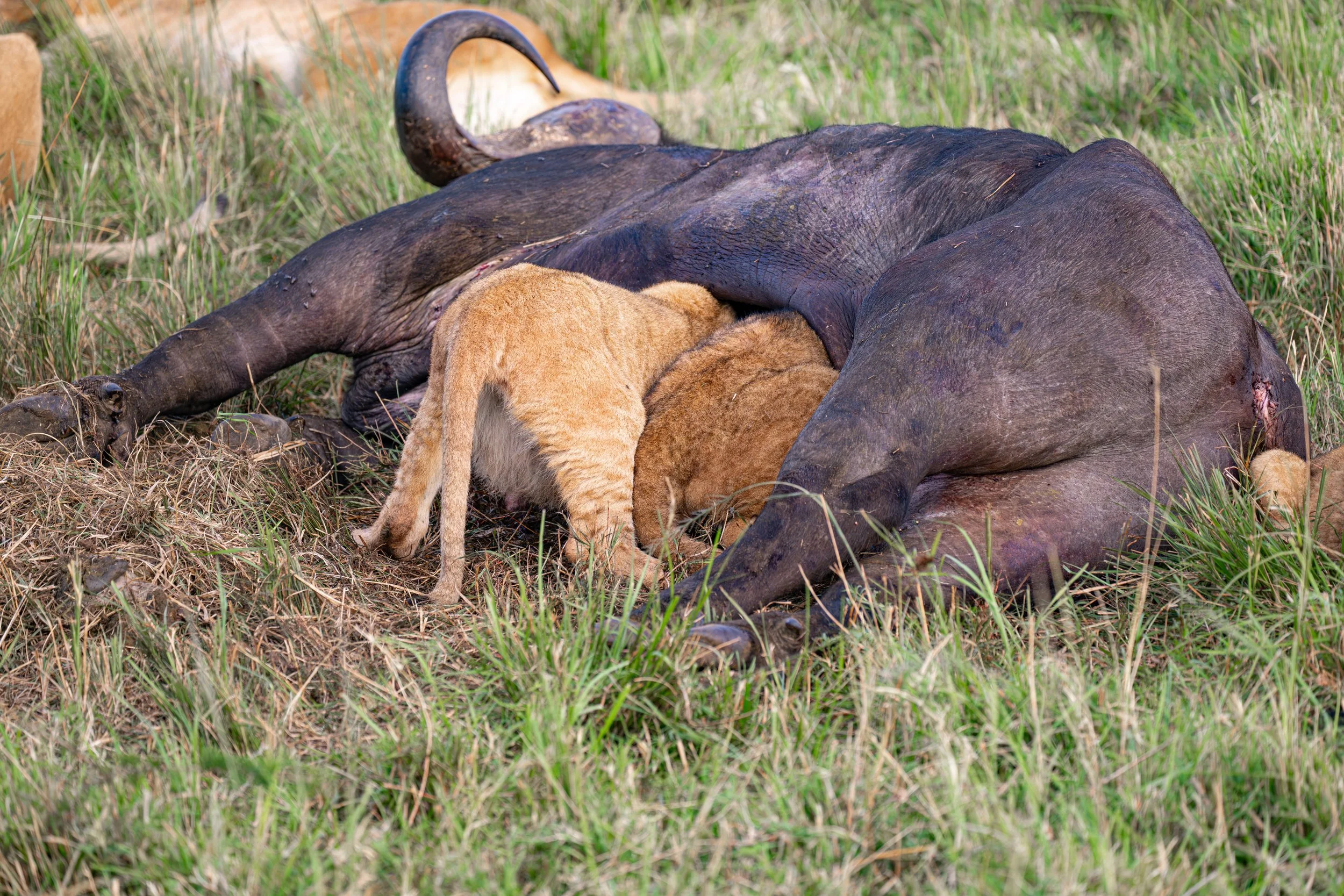 Africa2026VZ8_38882026.jpg