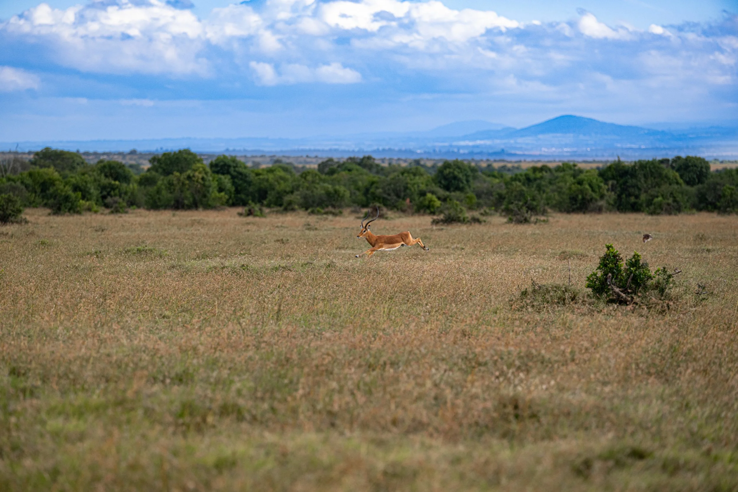 Africa2026Z81_22232026.jpg