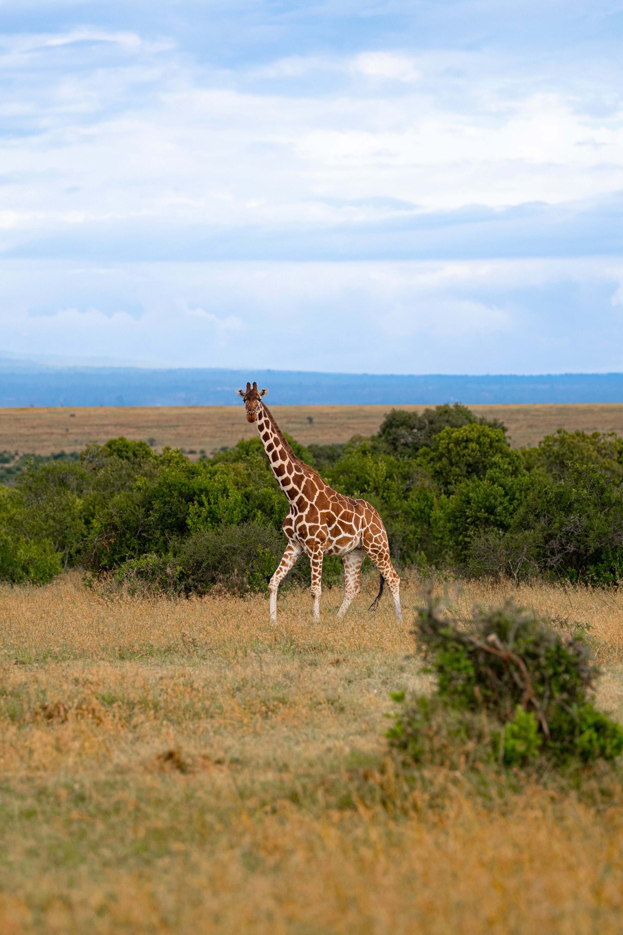 Africa2026Z81_21942026.jpg