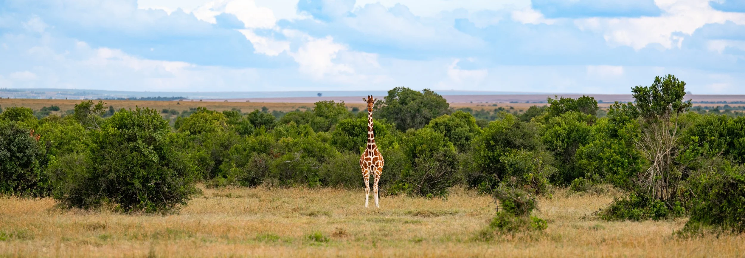 Africa2026Z81_21812026.jpg