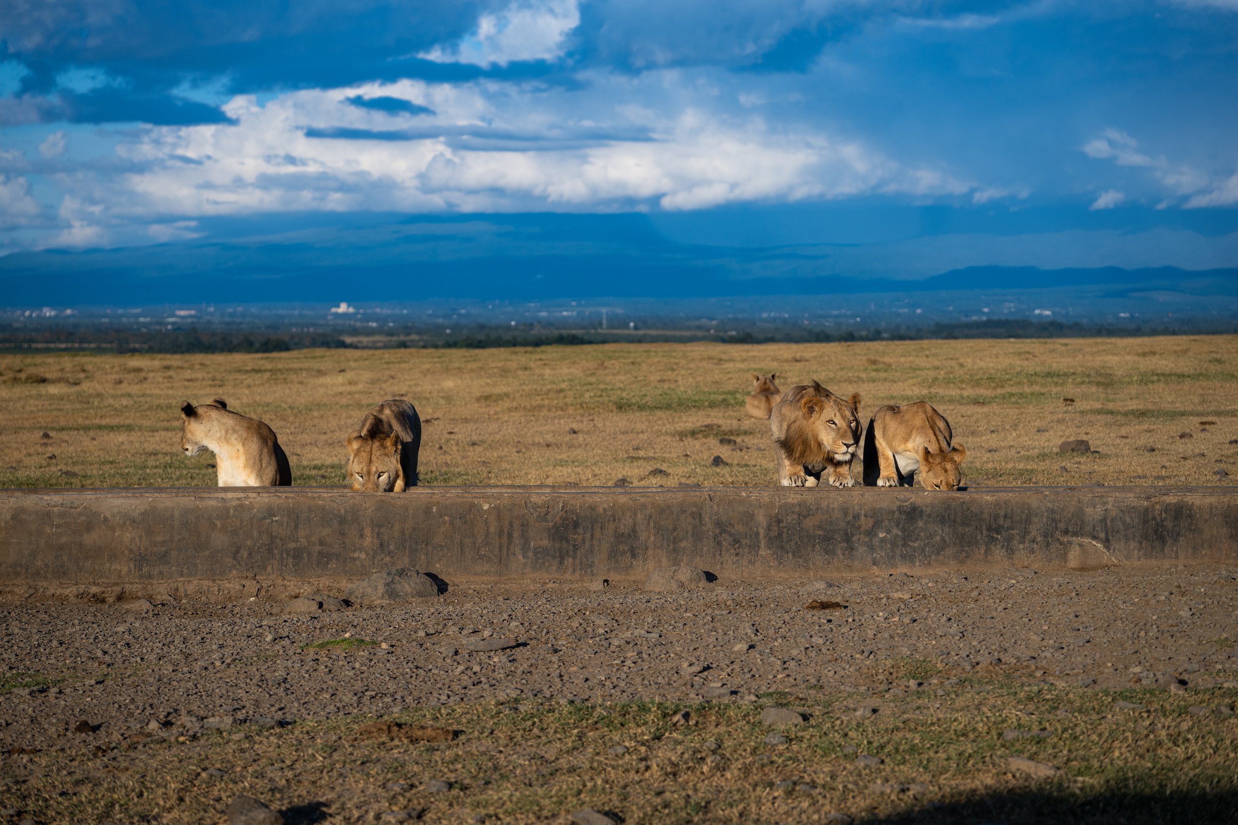 Africa2026VZ8_31092026.jpg
