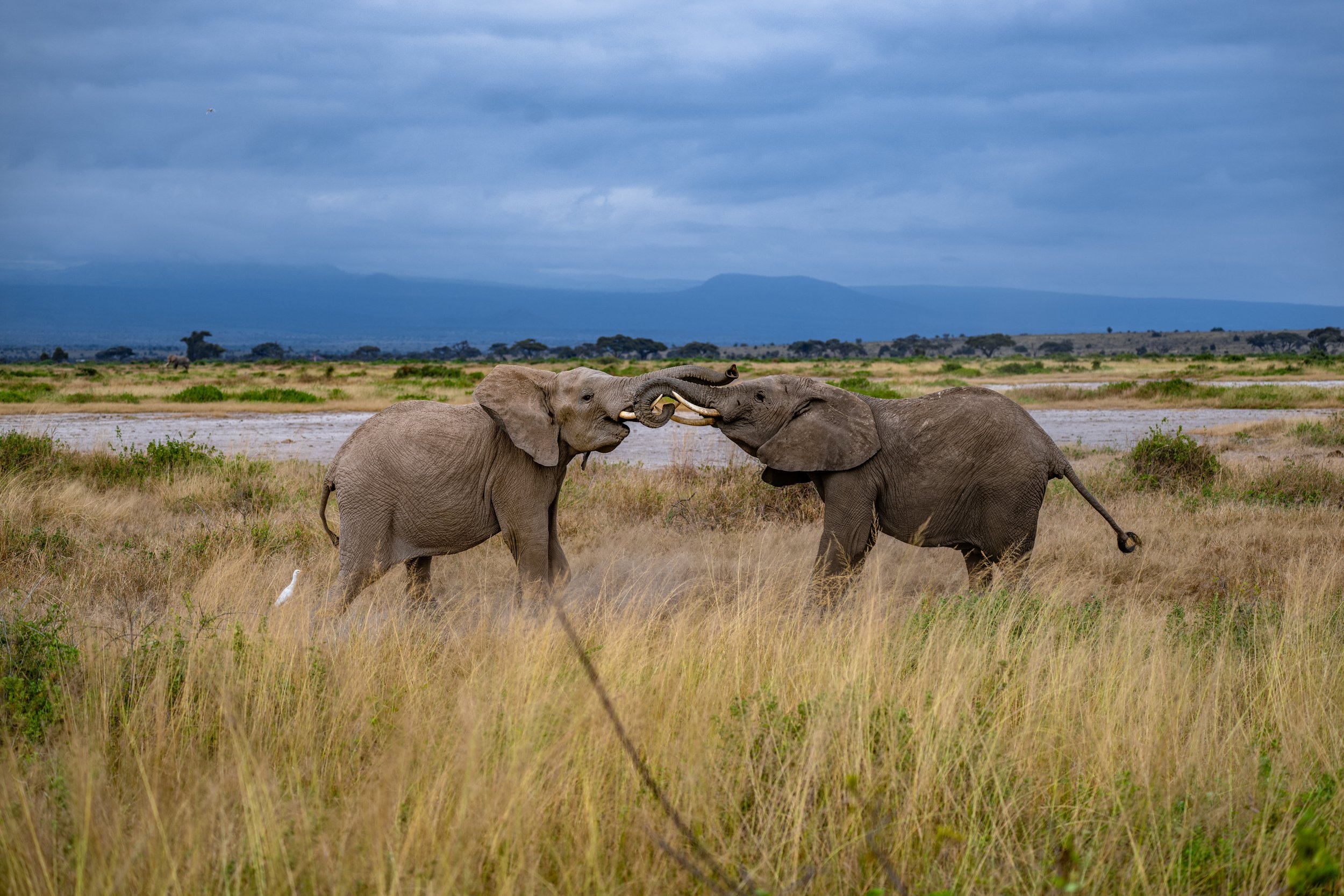 Africa2026VZ8_56132026.jpg