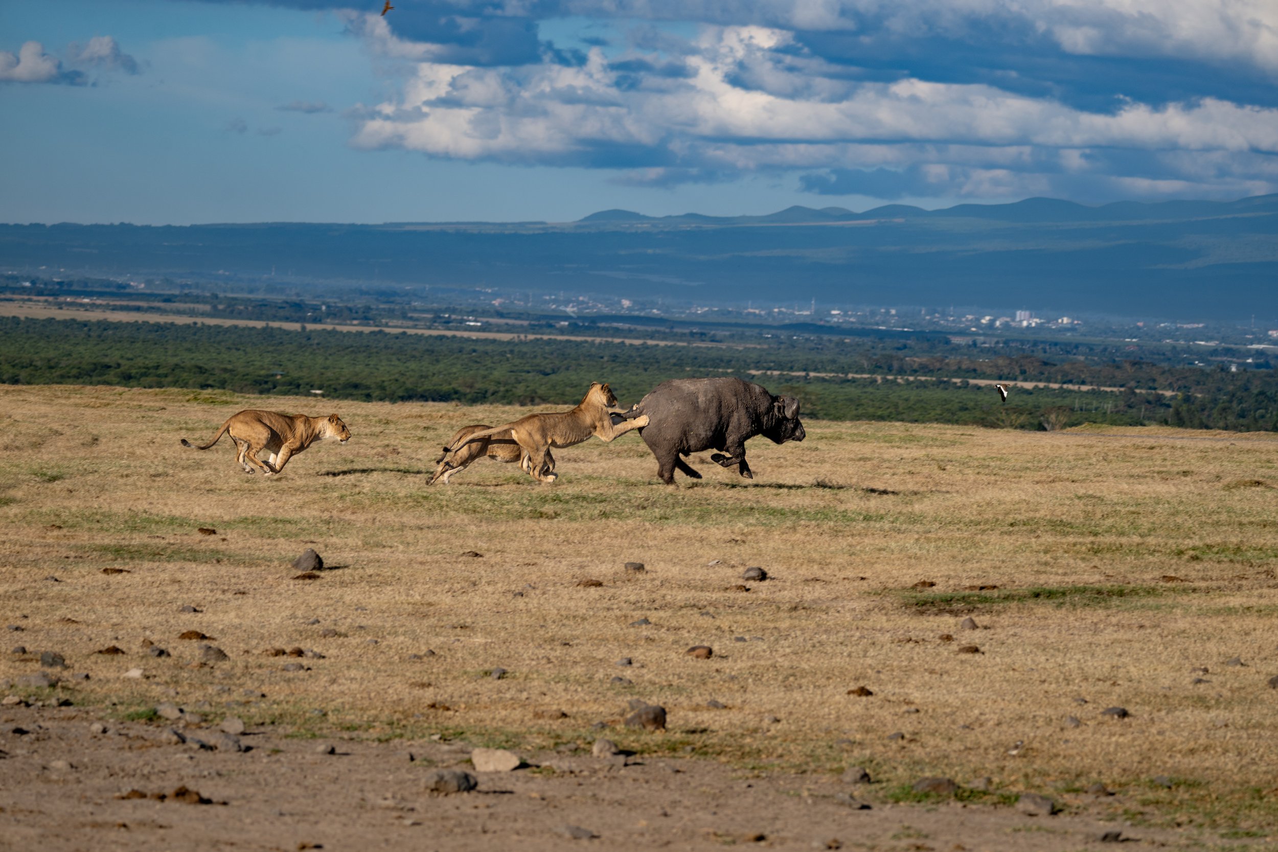 Africa2026VZ8_30612026.jpg