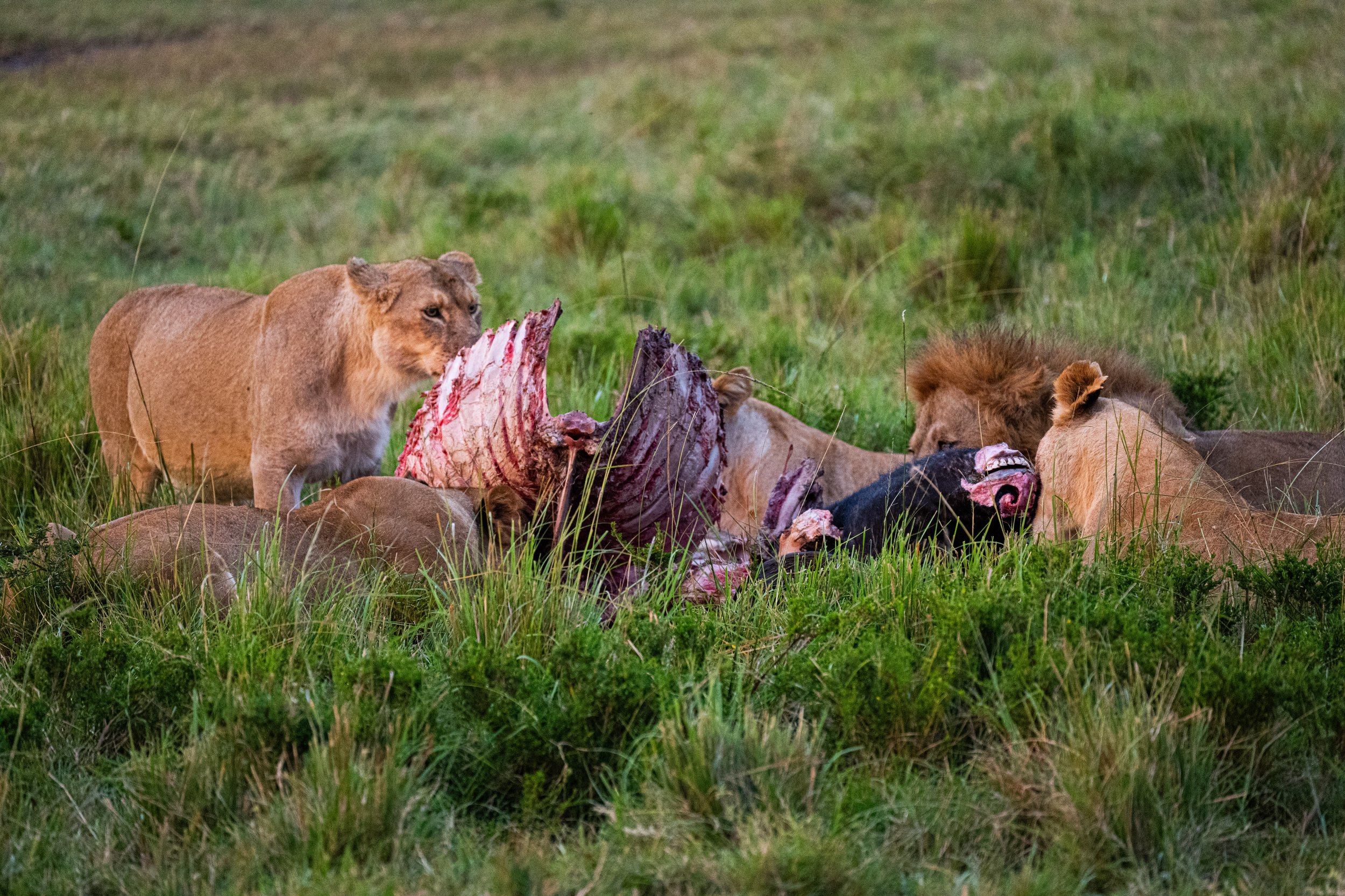 Africa2026VZ8_44662026.jpg