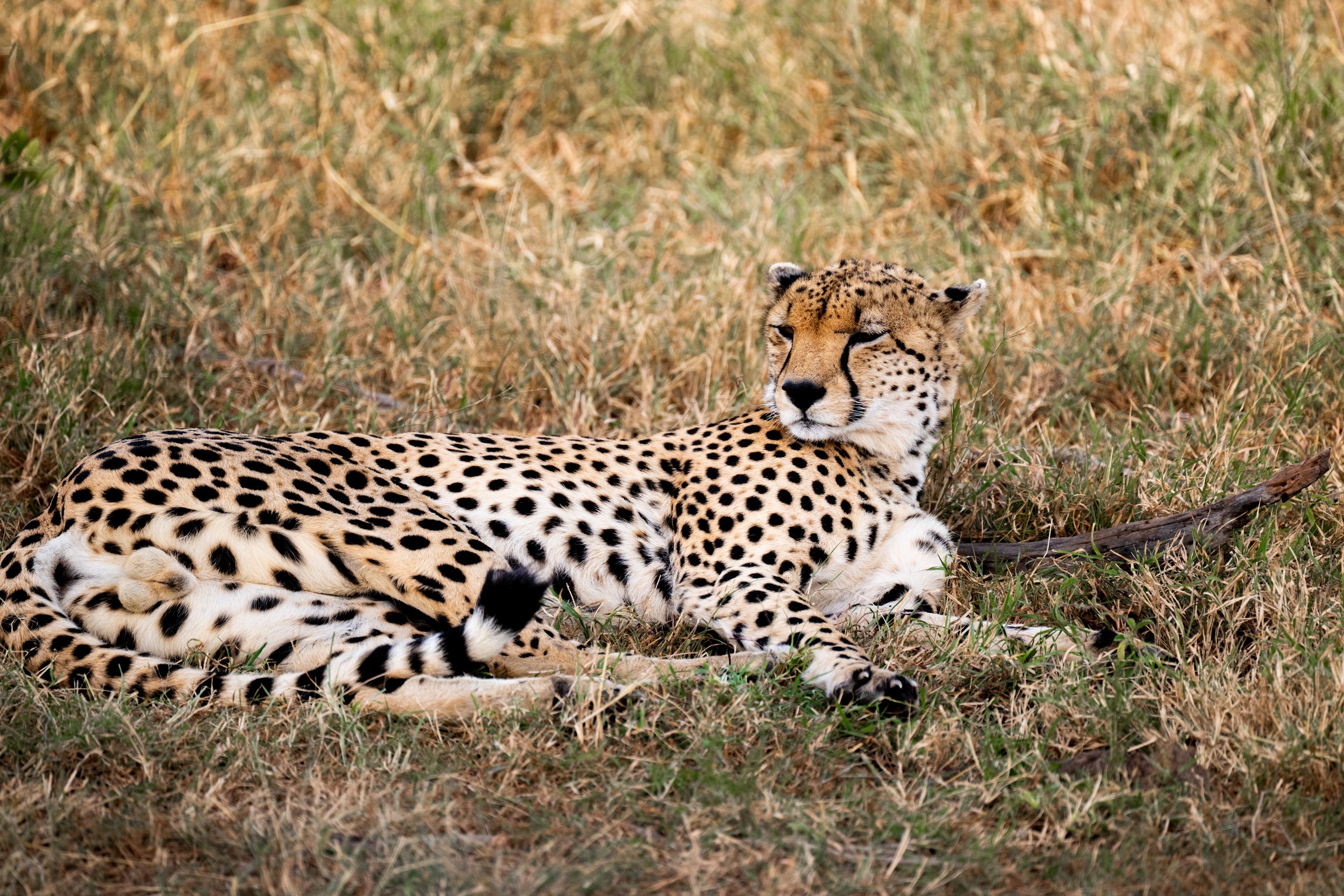 Africa2026VZ8_27332026.jpg