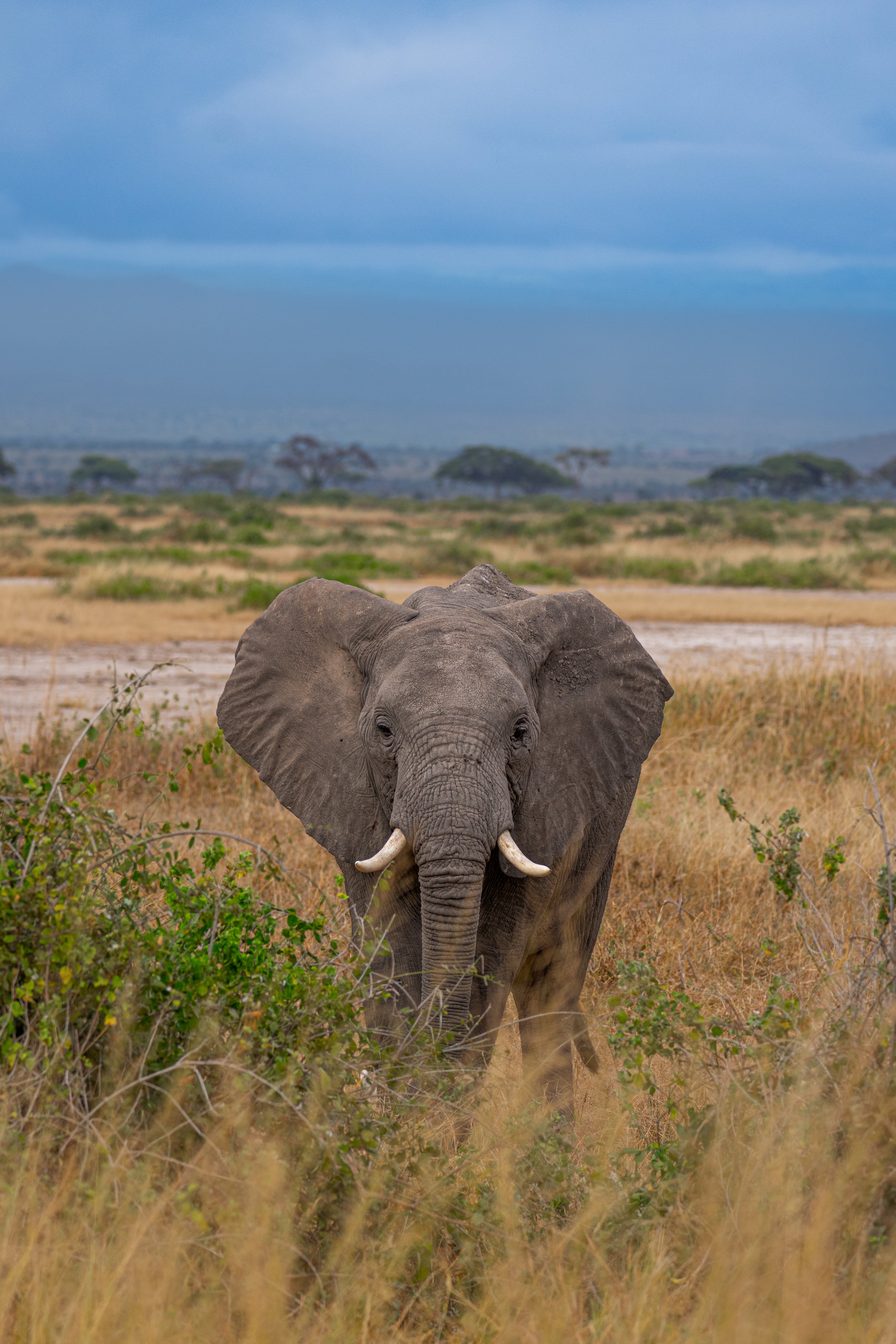Africa2026VZ8_56032026.jpg