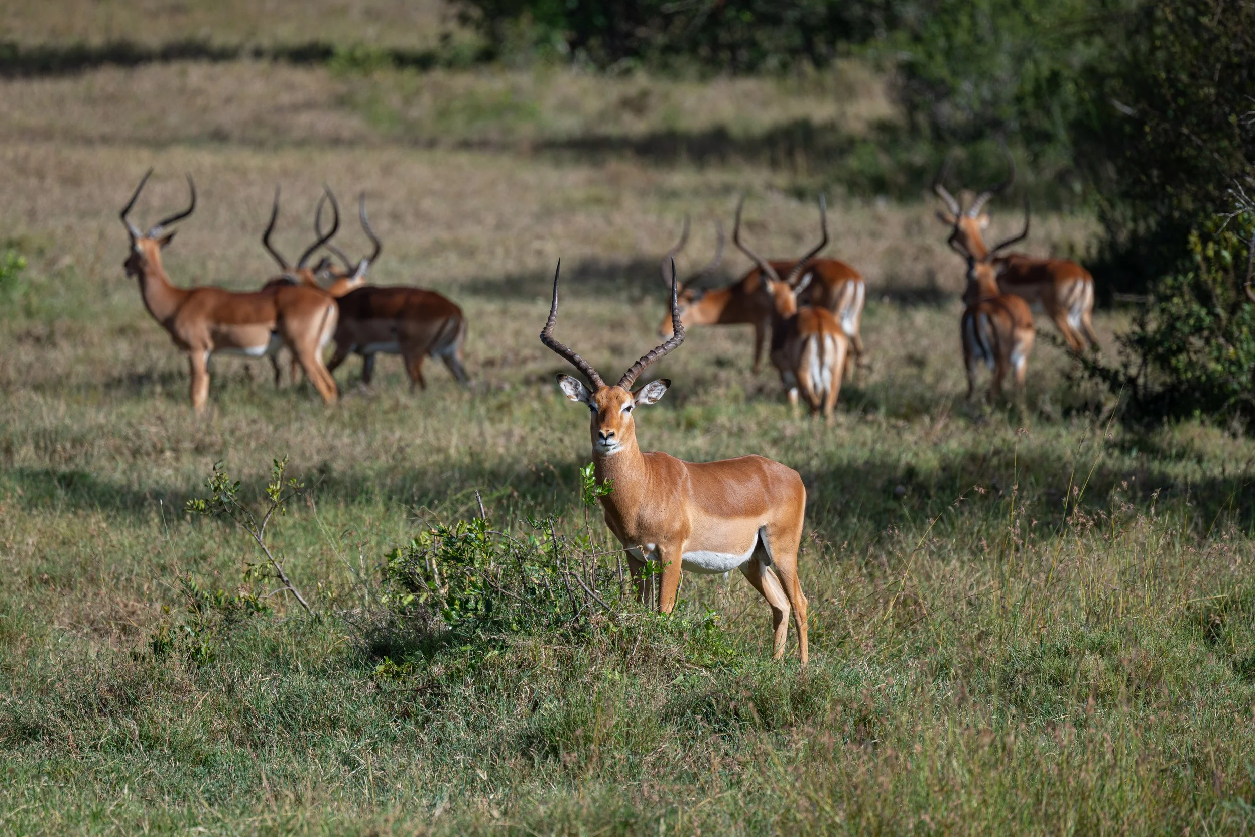 Africa2026VZ8_29612026.jpg