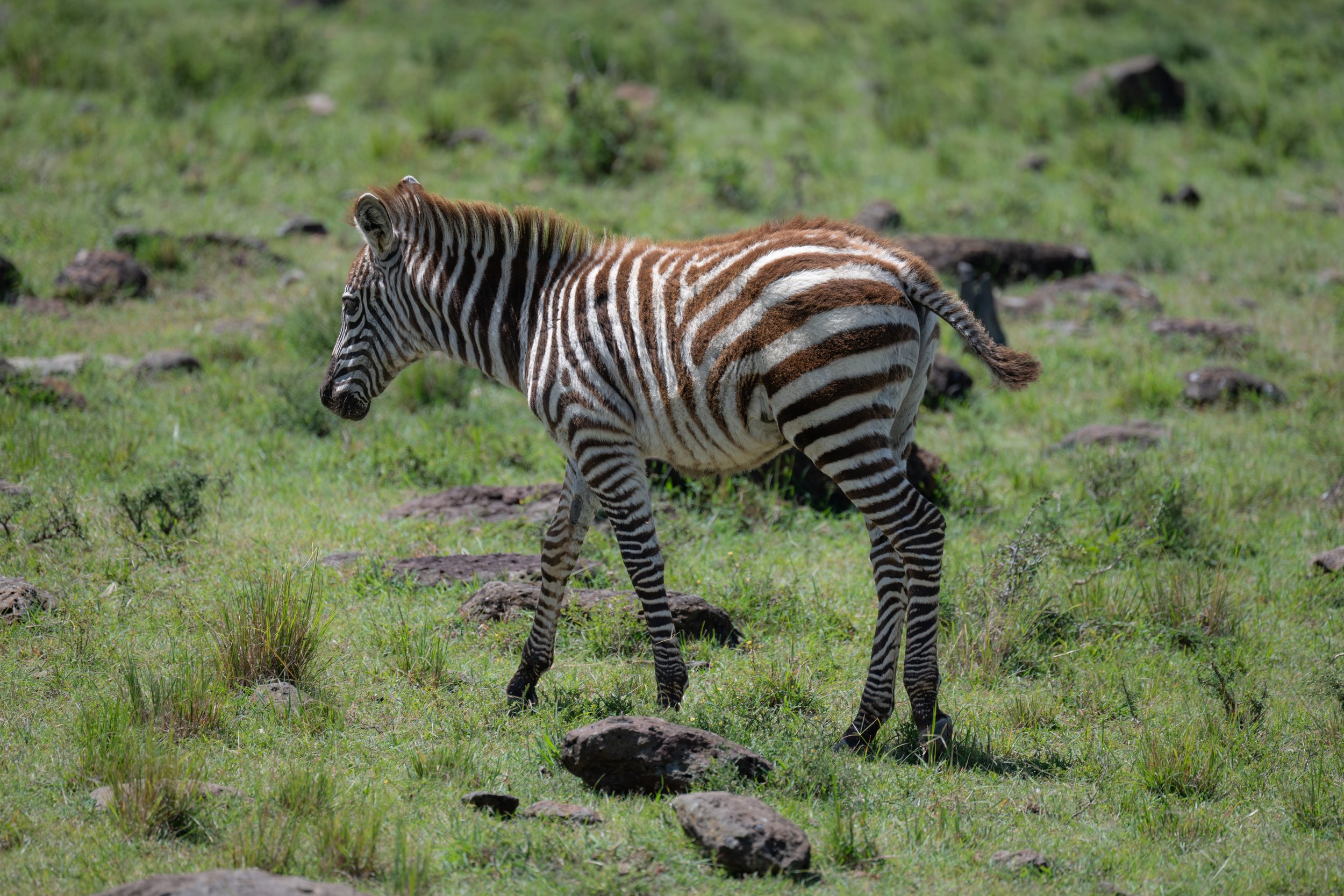 Africa2026VZ8_48752026.jpg