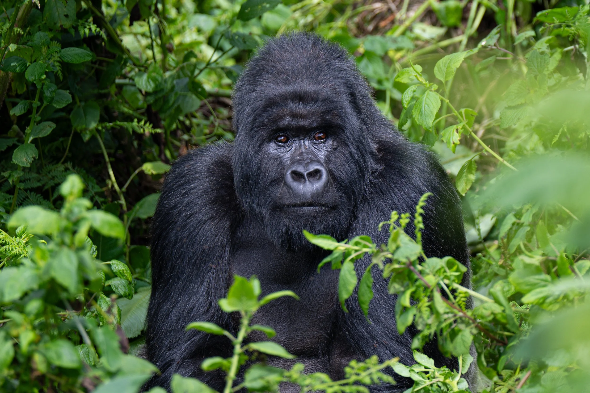 Gorilla Trek, Volcanoes National Park, Rwanda