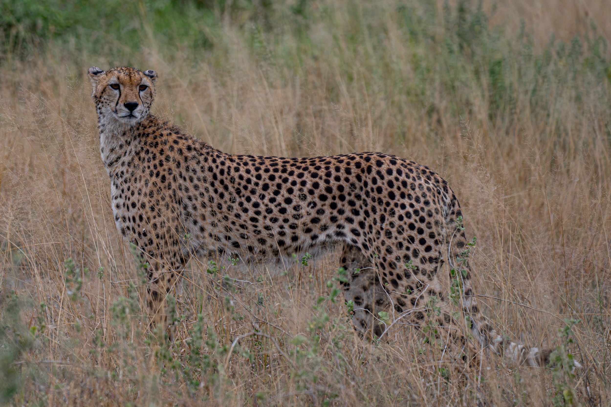 Africa2026DSC_55162026.jpg