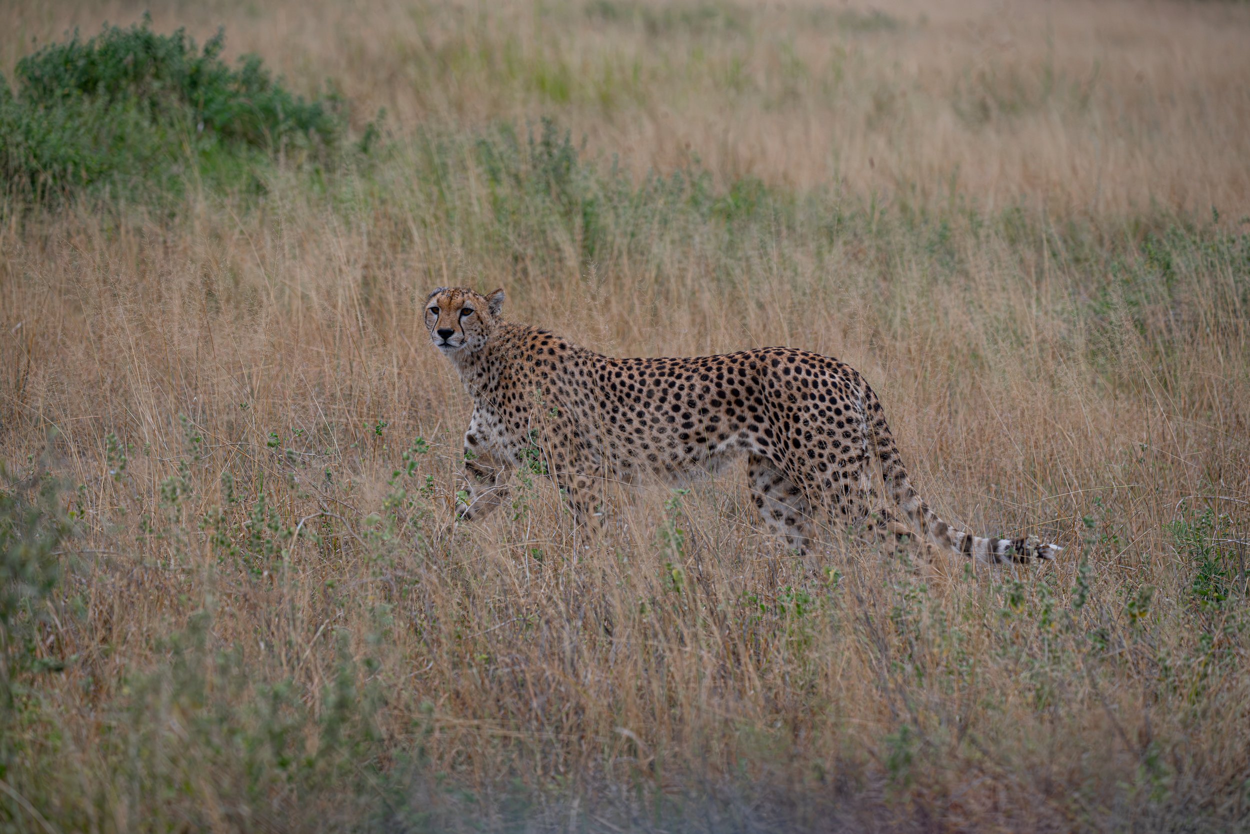 Africa2026DSC_55112026.jpg