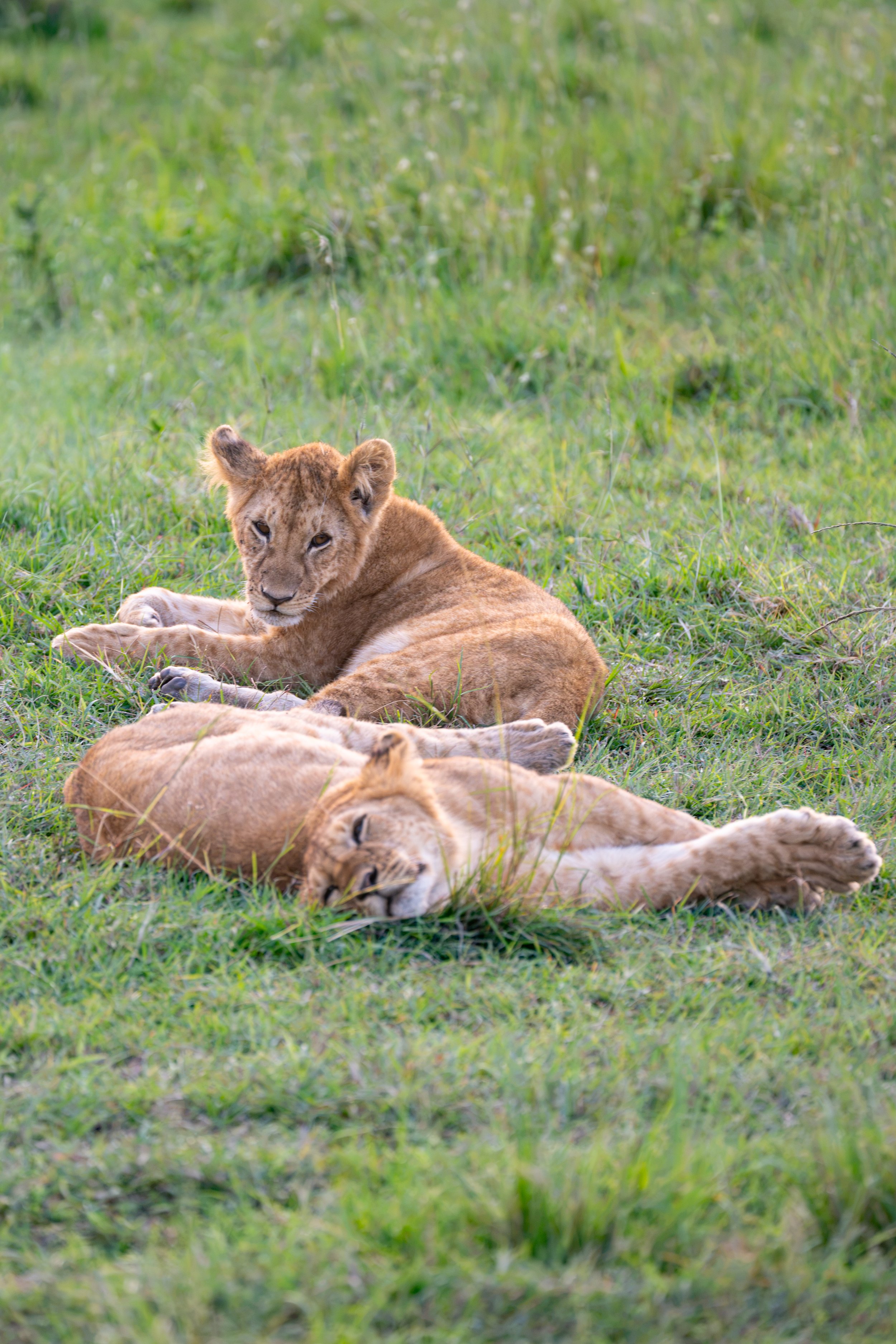 Africa2026VZ8_50322026.jpg
