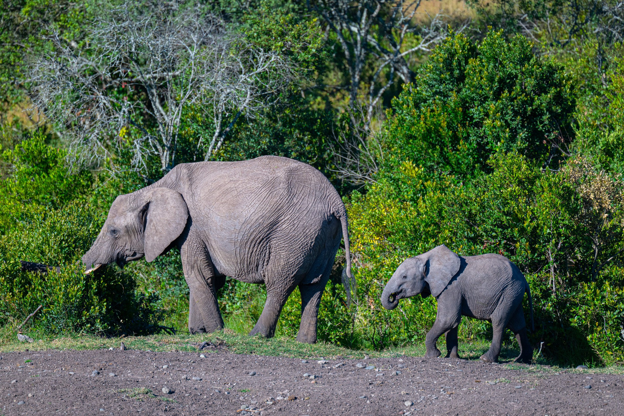 Africa2026VZ8_24342026.jpg