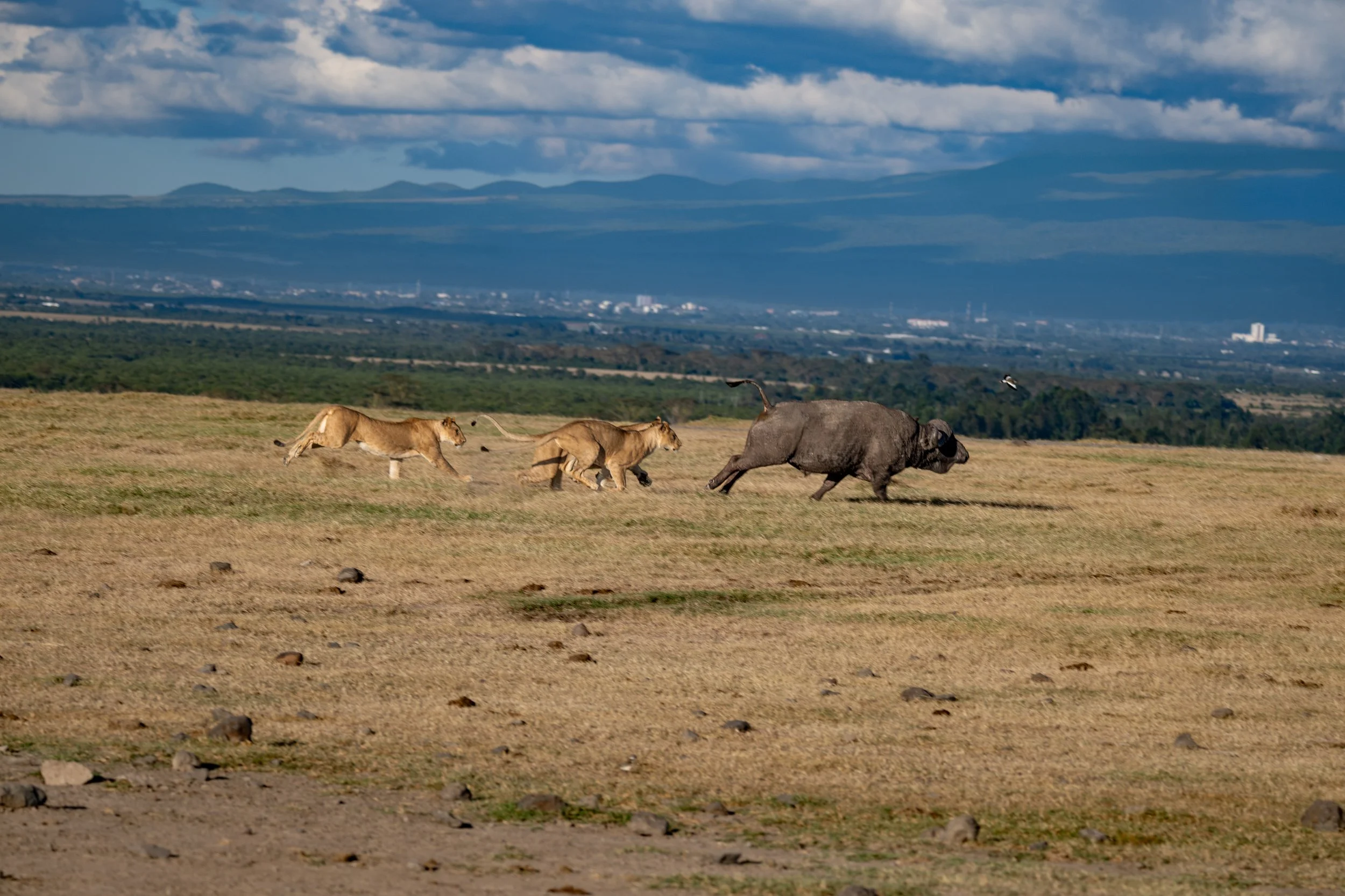 Africa2026VZ8_30642026.jpg