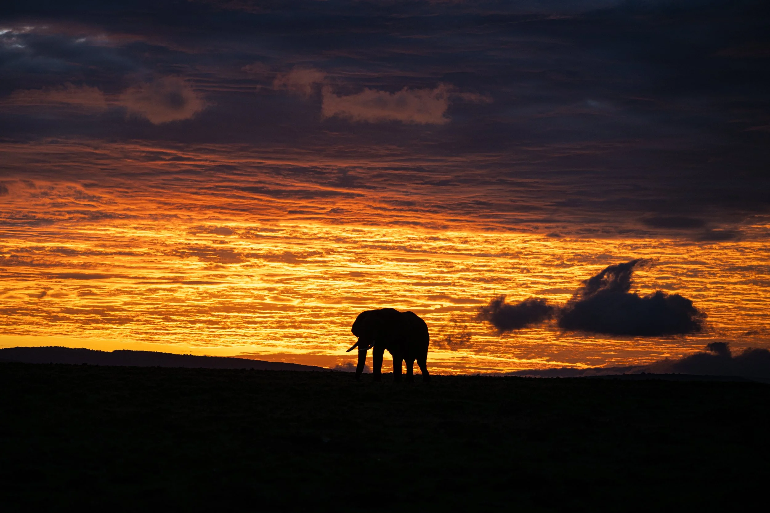 Africa2026Z81_34232026.jpg
