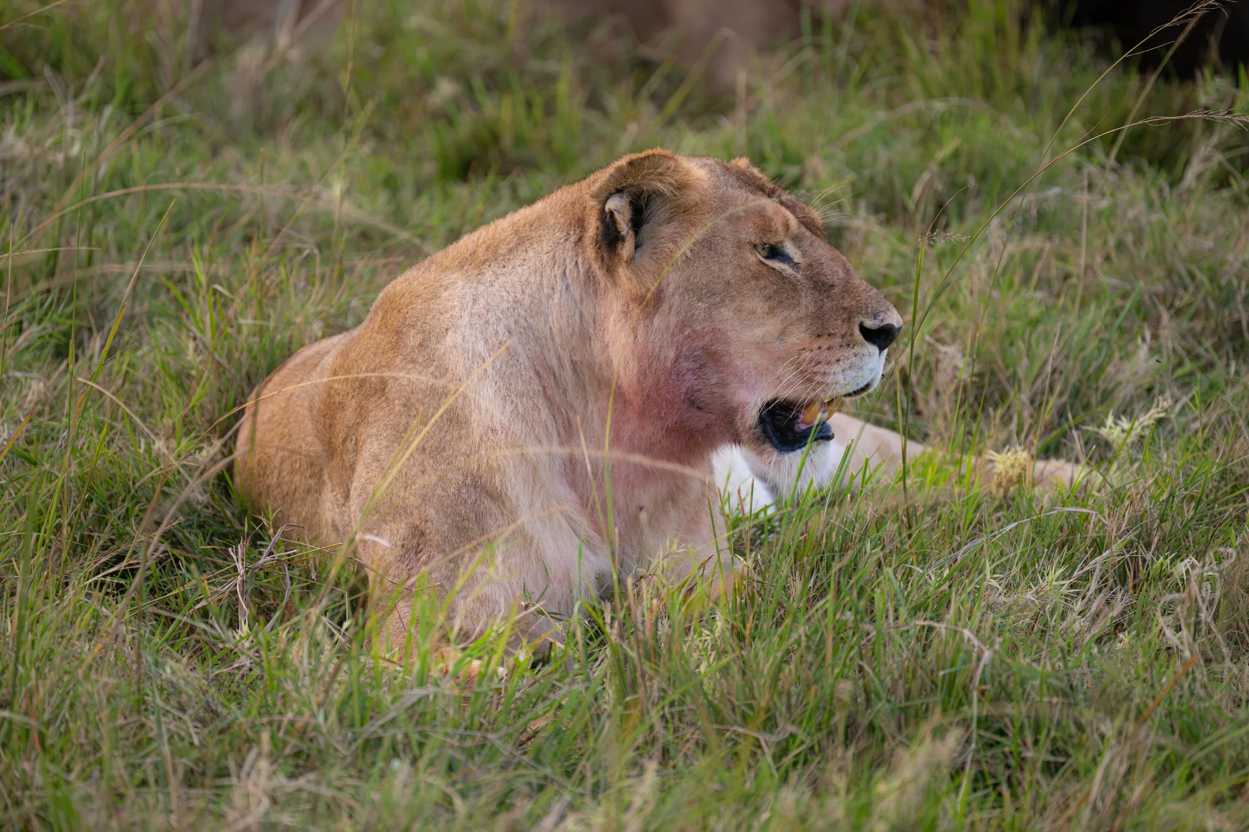 Africa2026VZ8_34402026.jpg