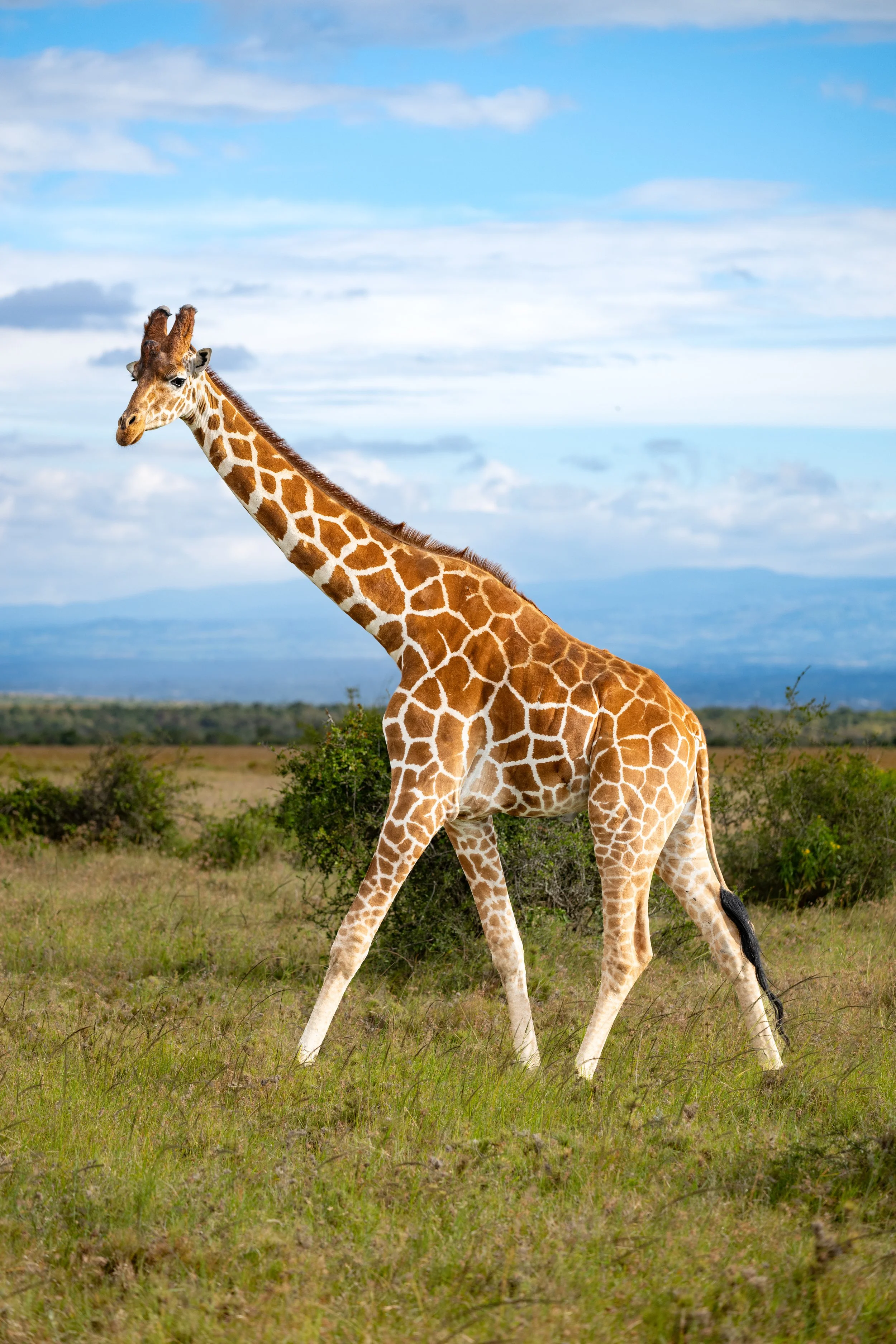 Africa2026VZ8_12012026.jpg