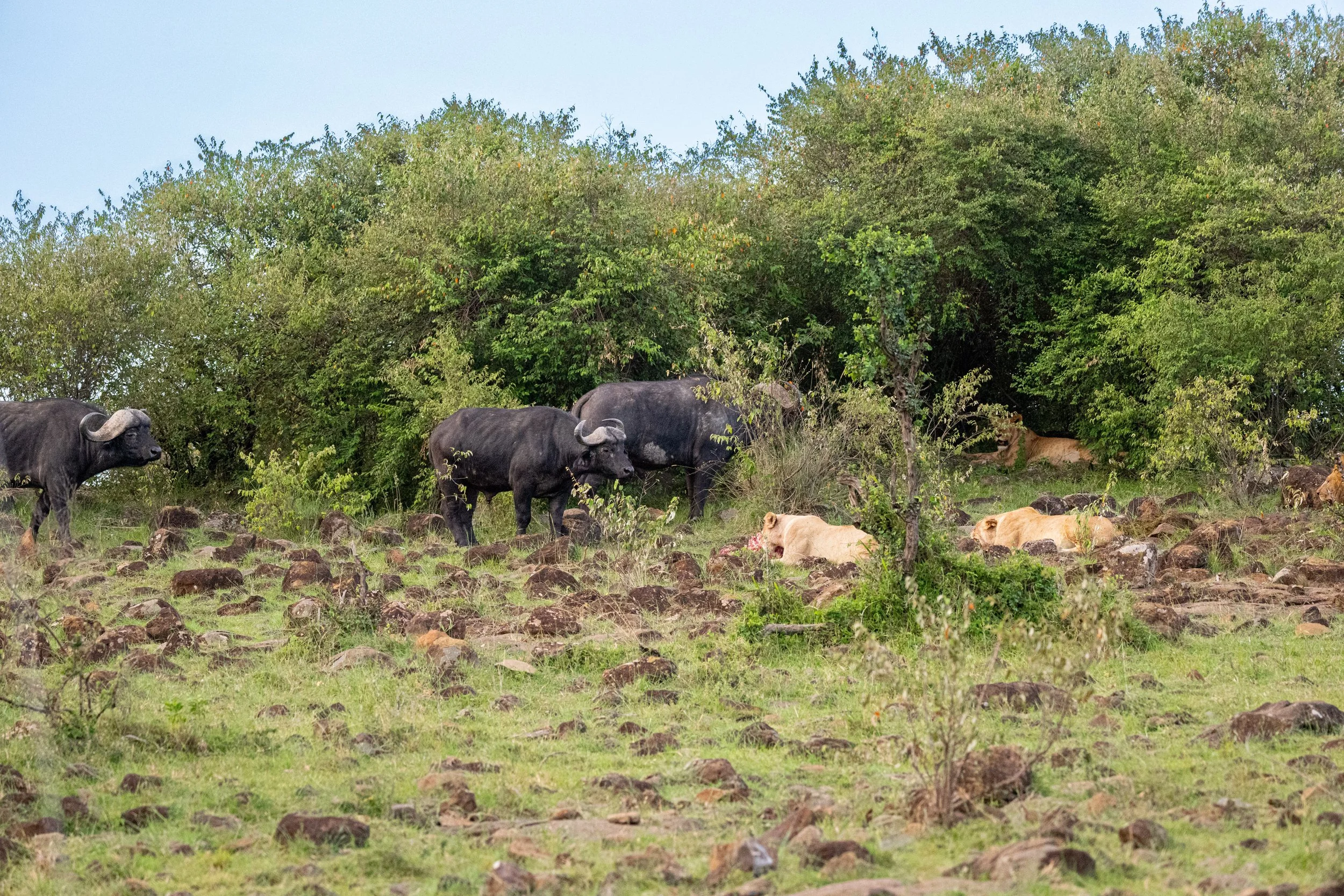 Africa2026VZ8_33312026.jpg