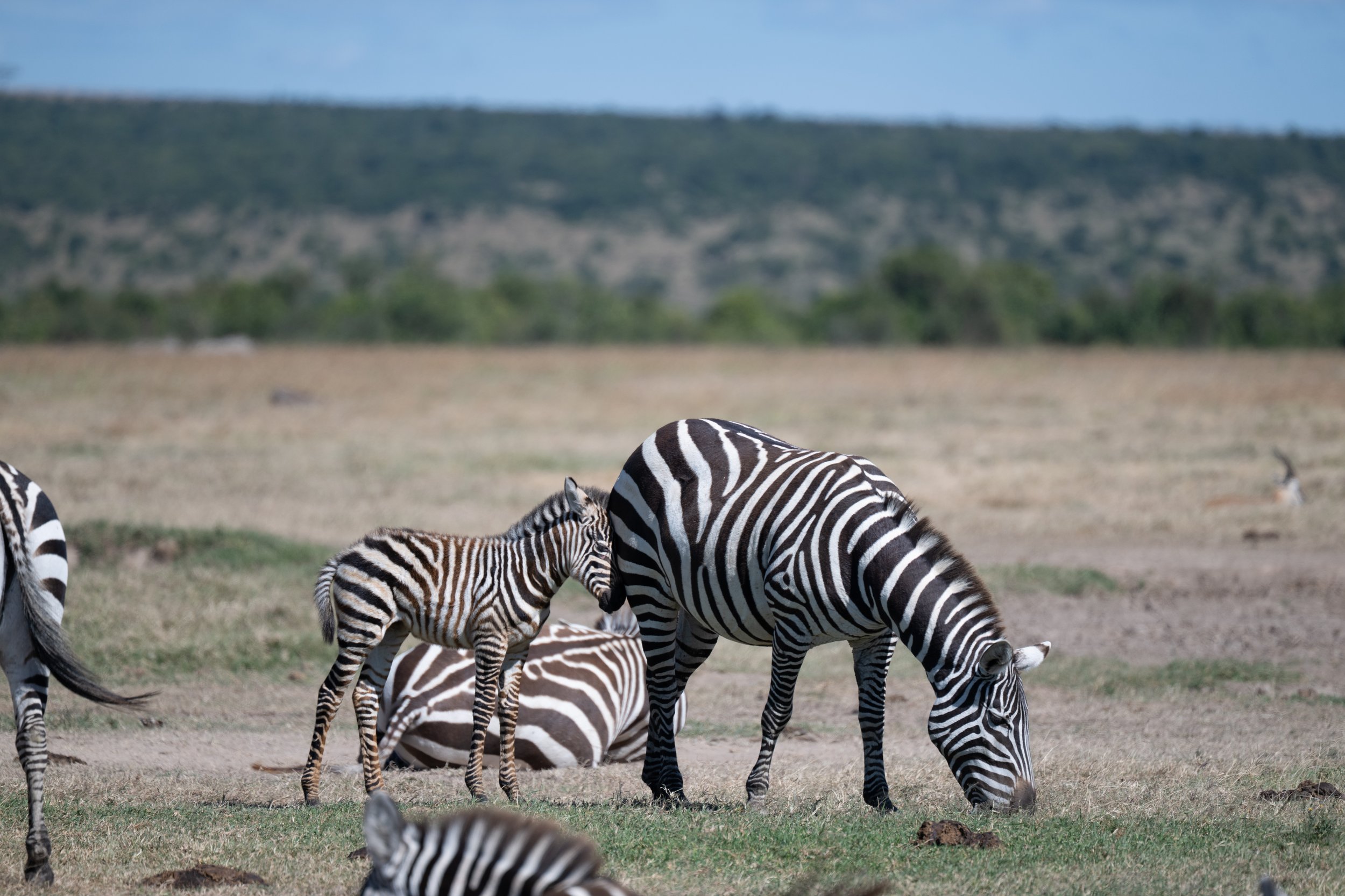 Africa2026VZ8_25722026.jpg