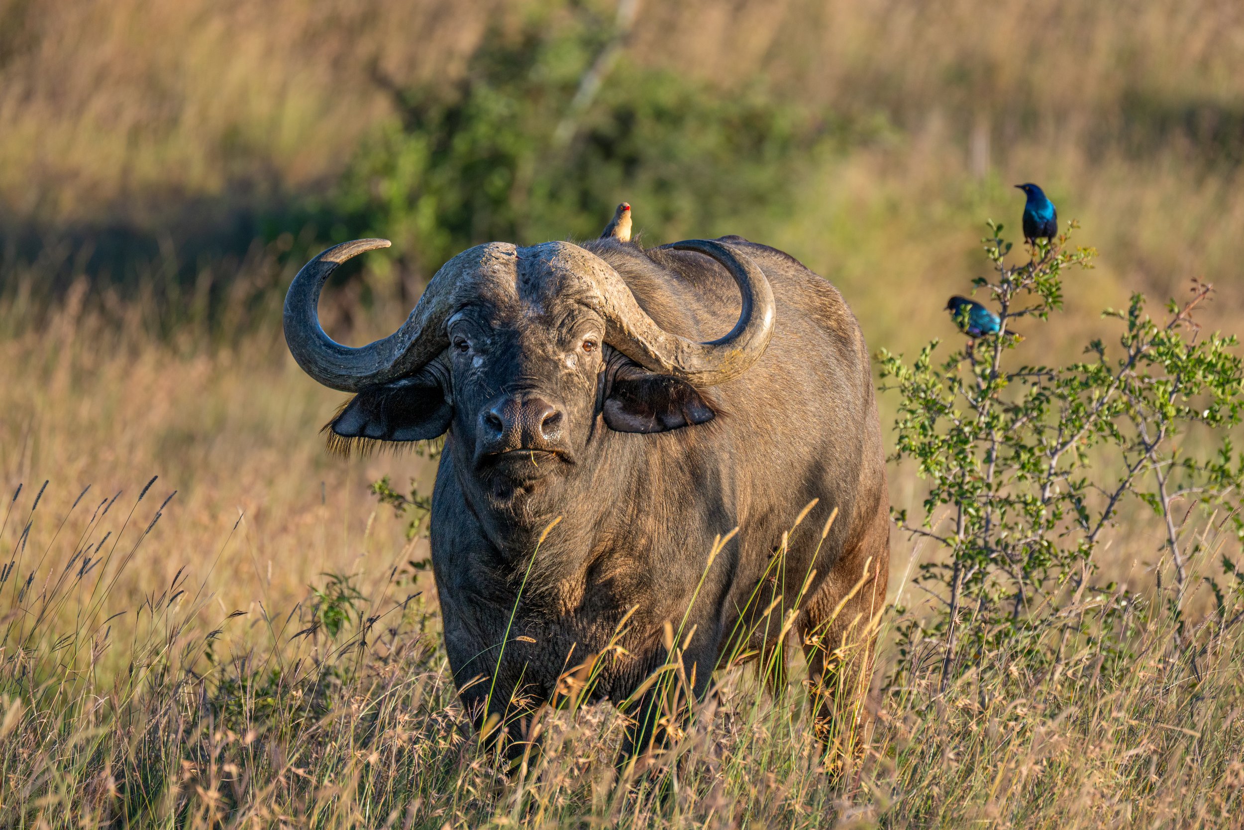 Kicheche Laikipia, Kenya
