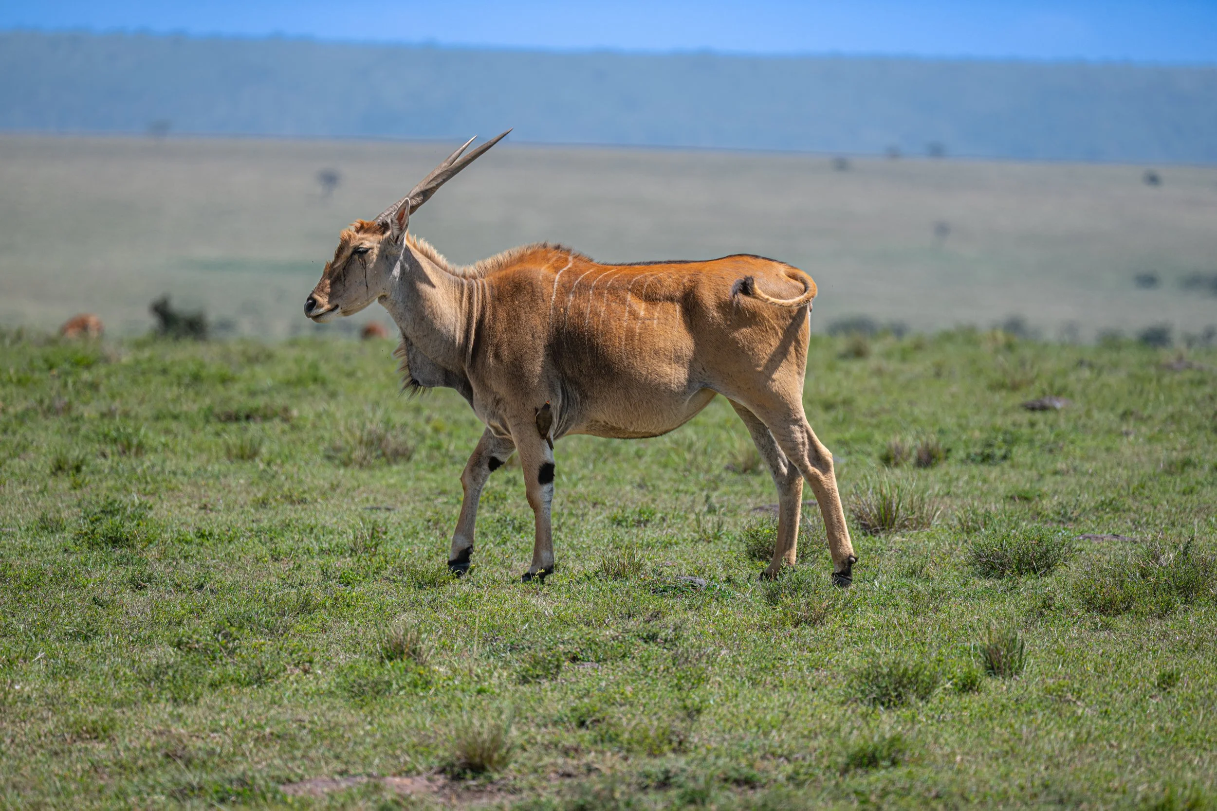 Africa2026VZ8_48732026.jpg