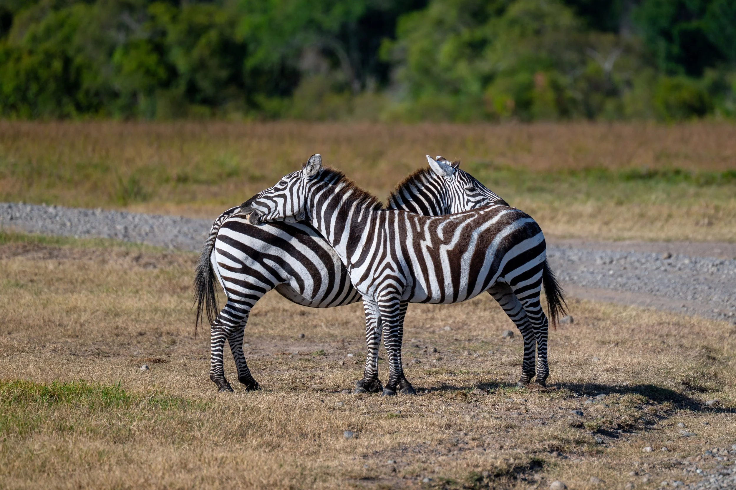 Africa2026VZ8_23972026.jpg