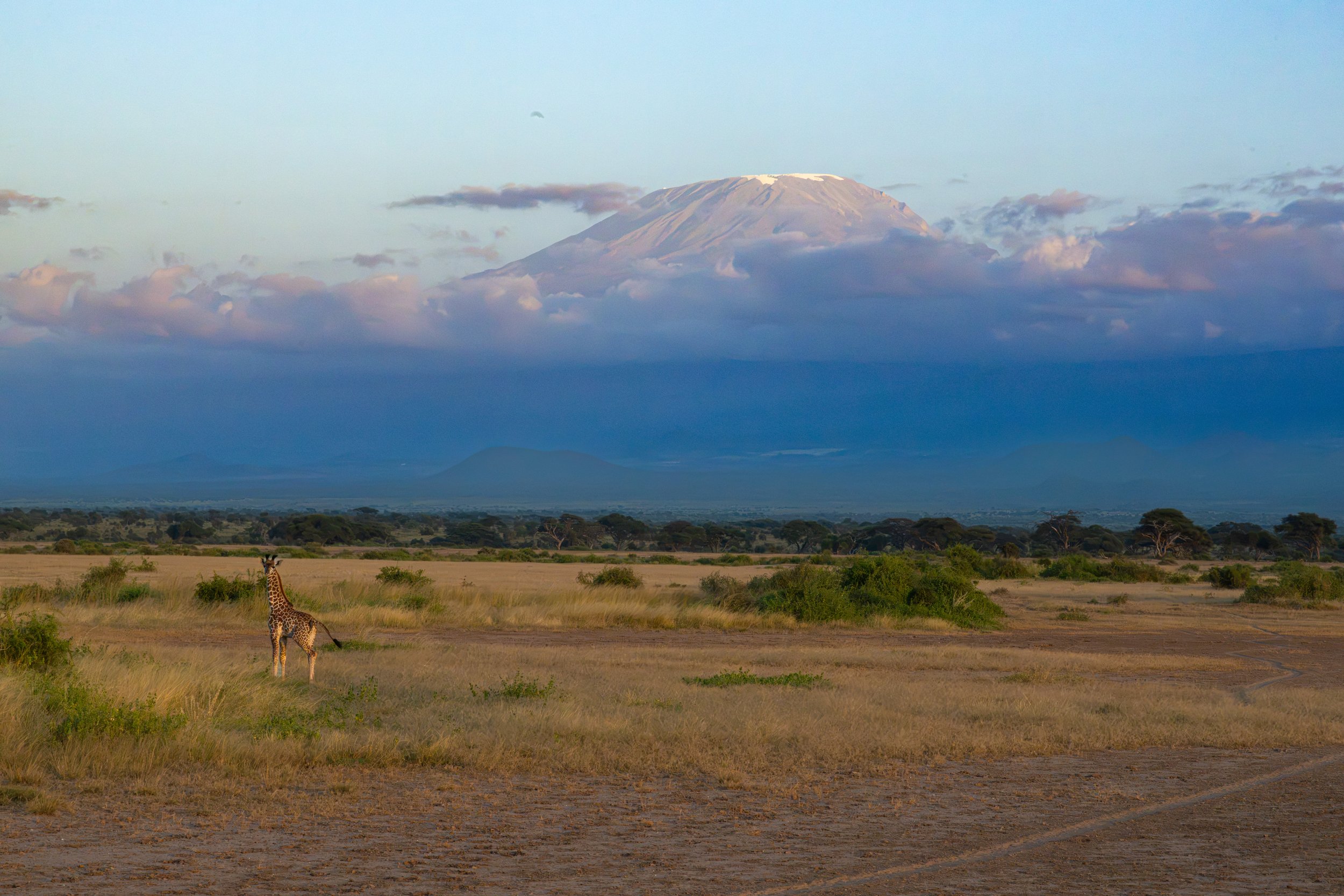 Africa2026VZ8_53552026.jpg