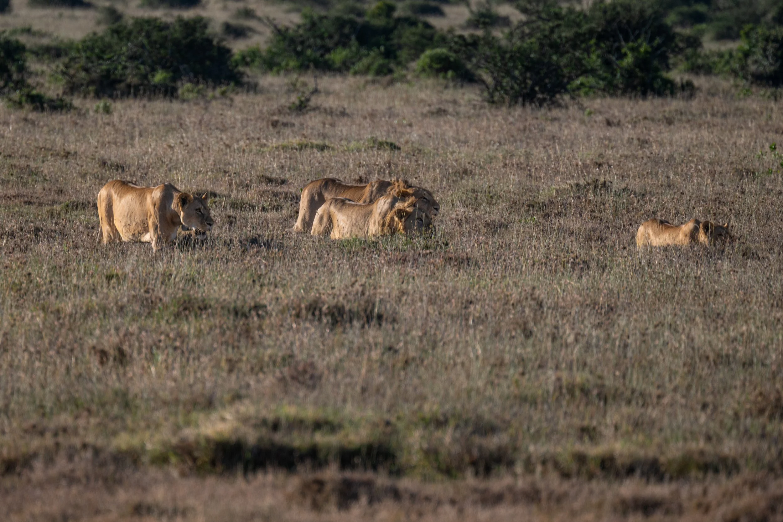 Africa2026VZ8_30402026.jpg