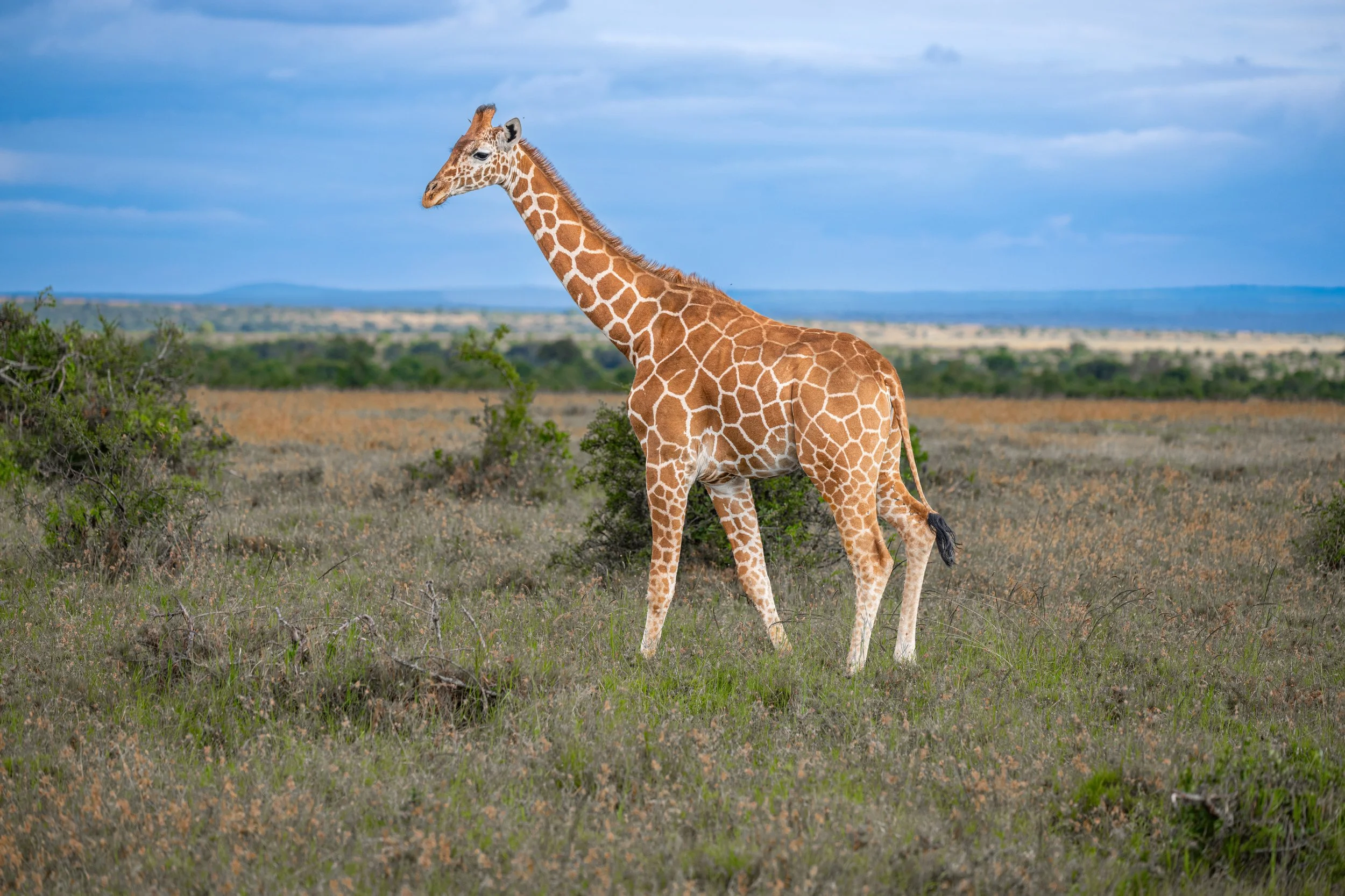 Africa2026VZ8_12112026.jpg