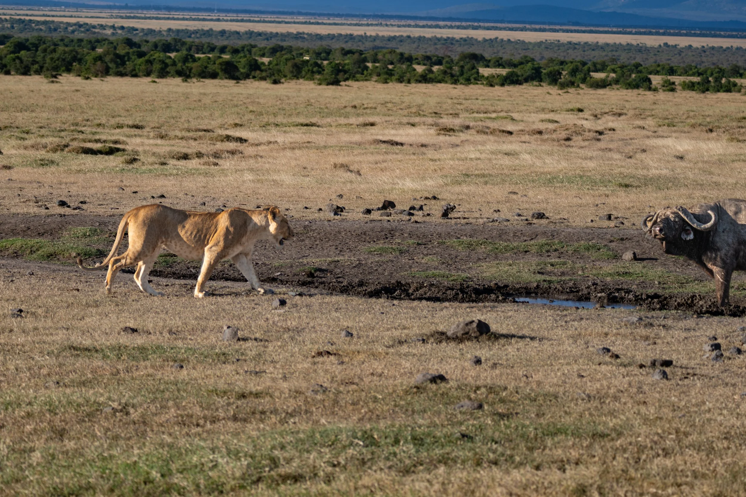 Africa2026VZ8_30512026.jpg