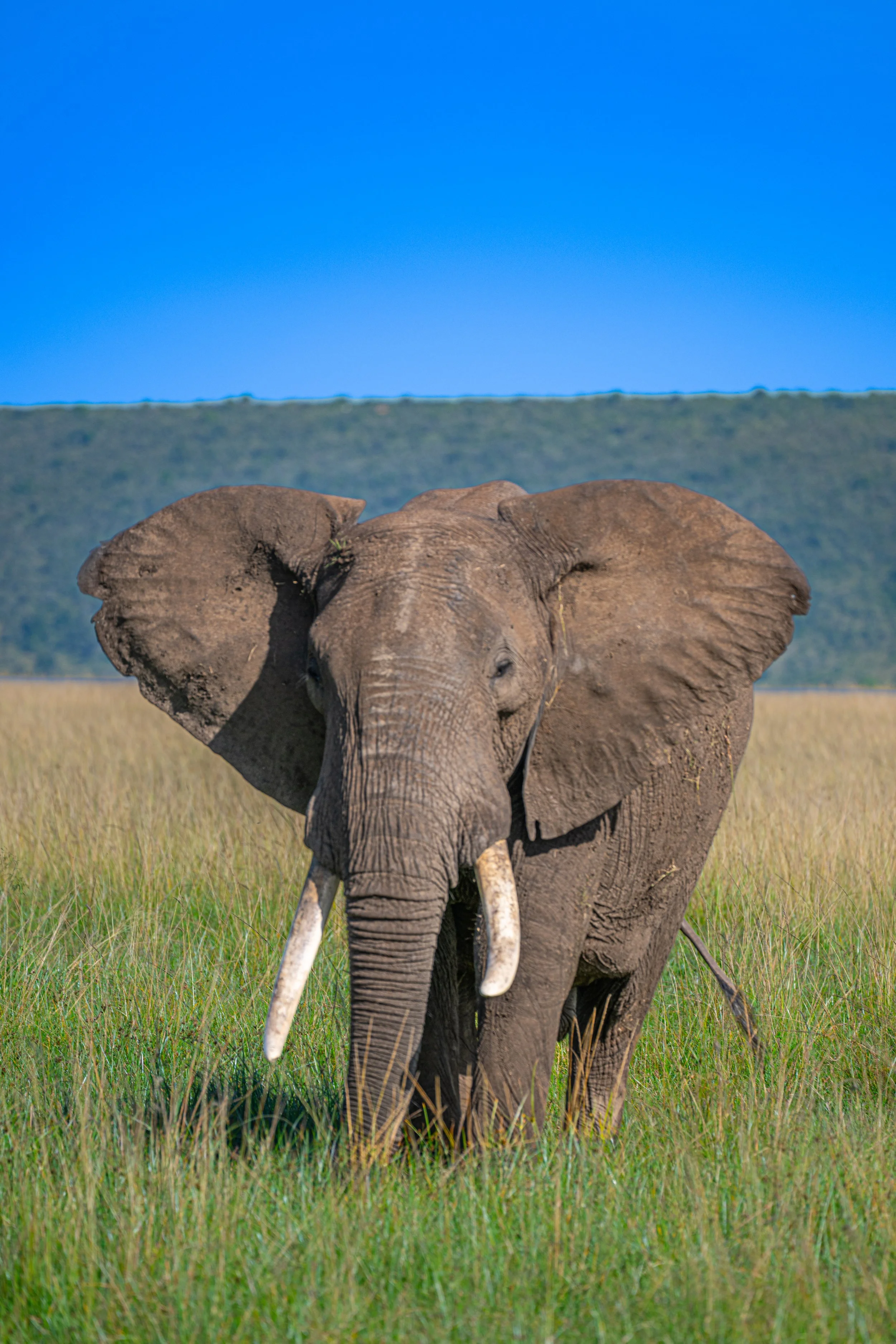 Africa2026VZ8_46612026.jpg