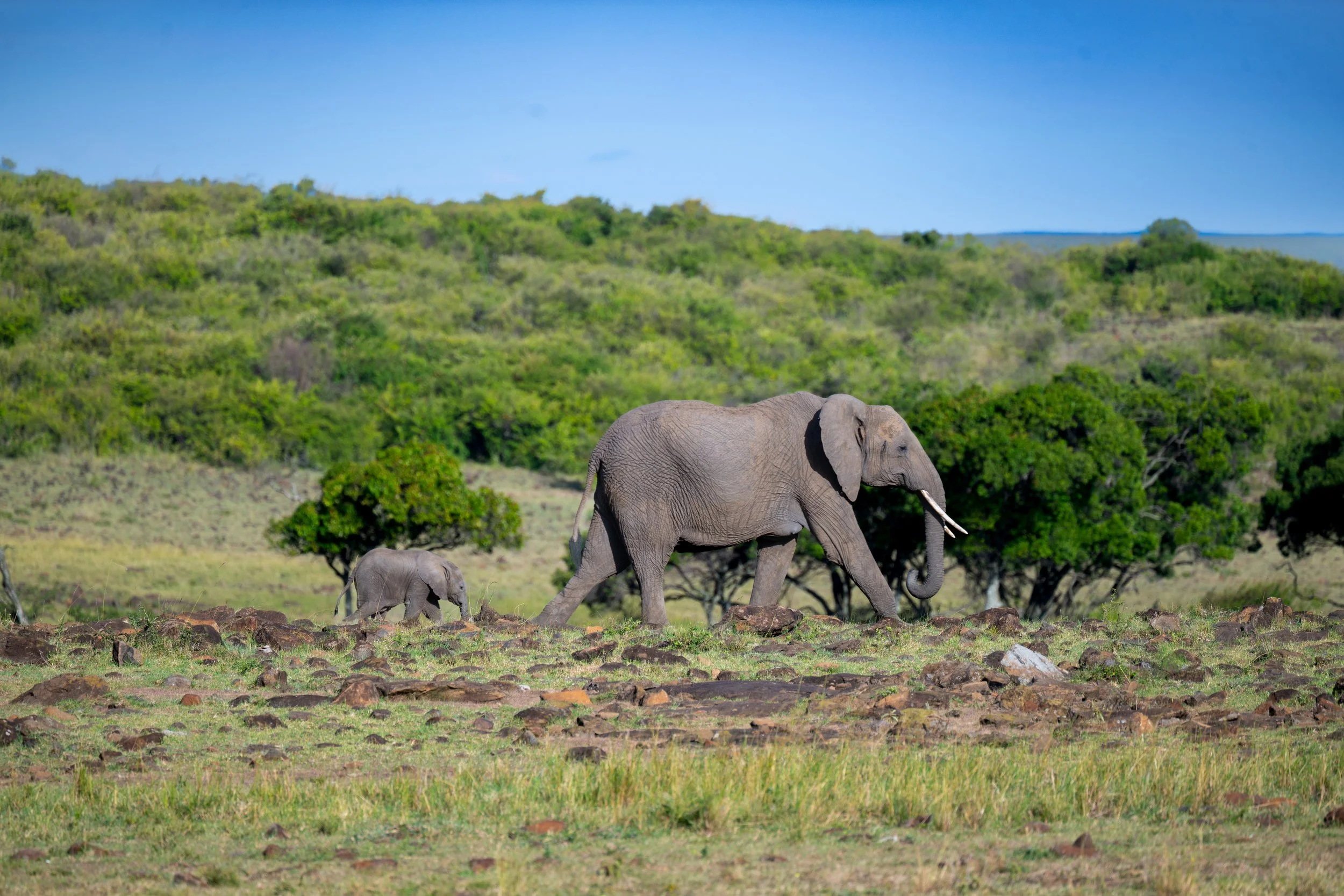 Africa2026Z82_43392026.jpg