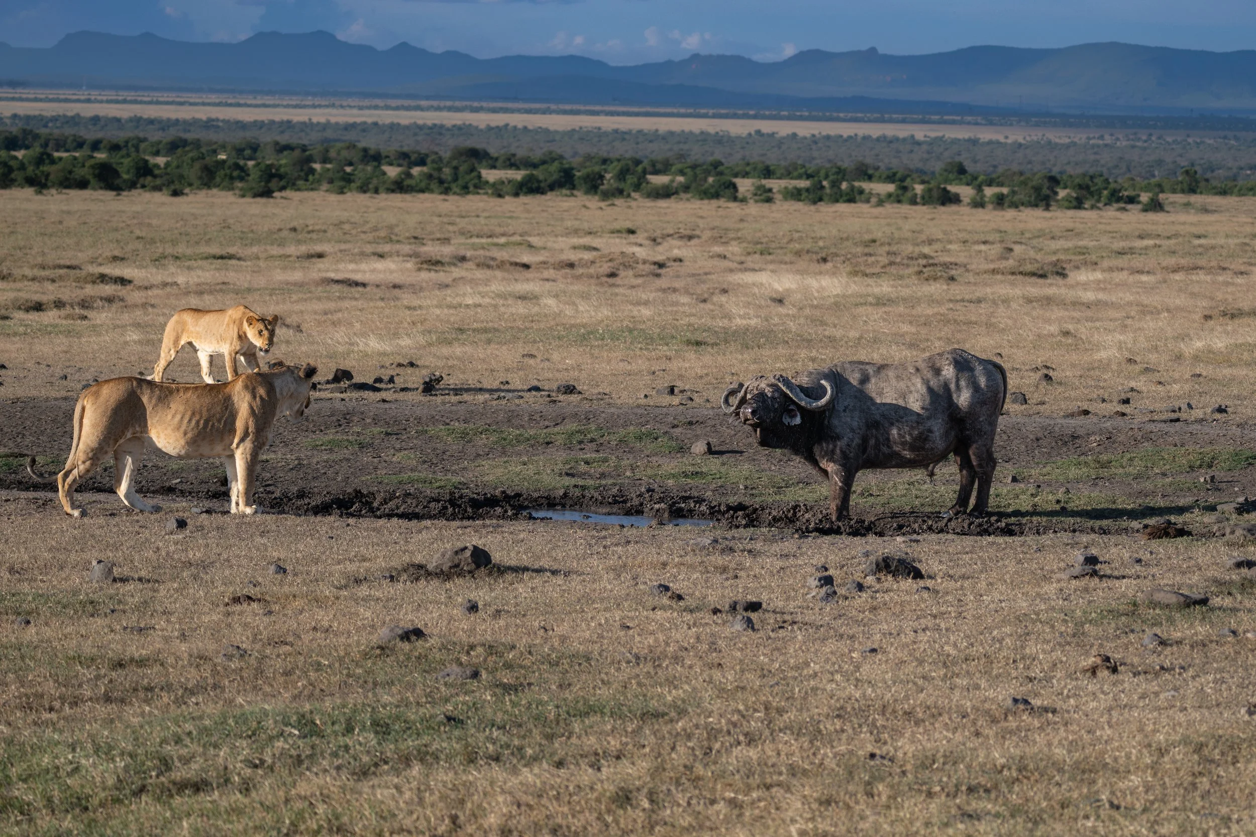 Africa2026VZ8_30542026.jpg