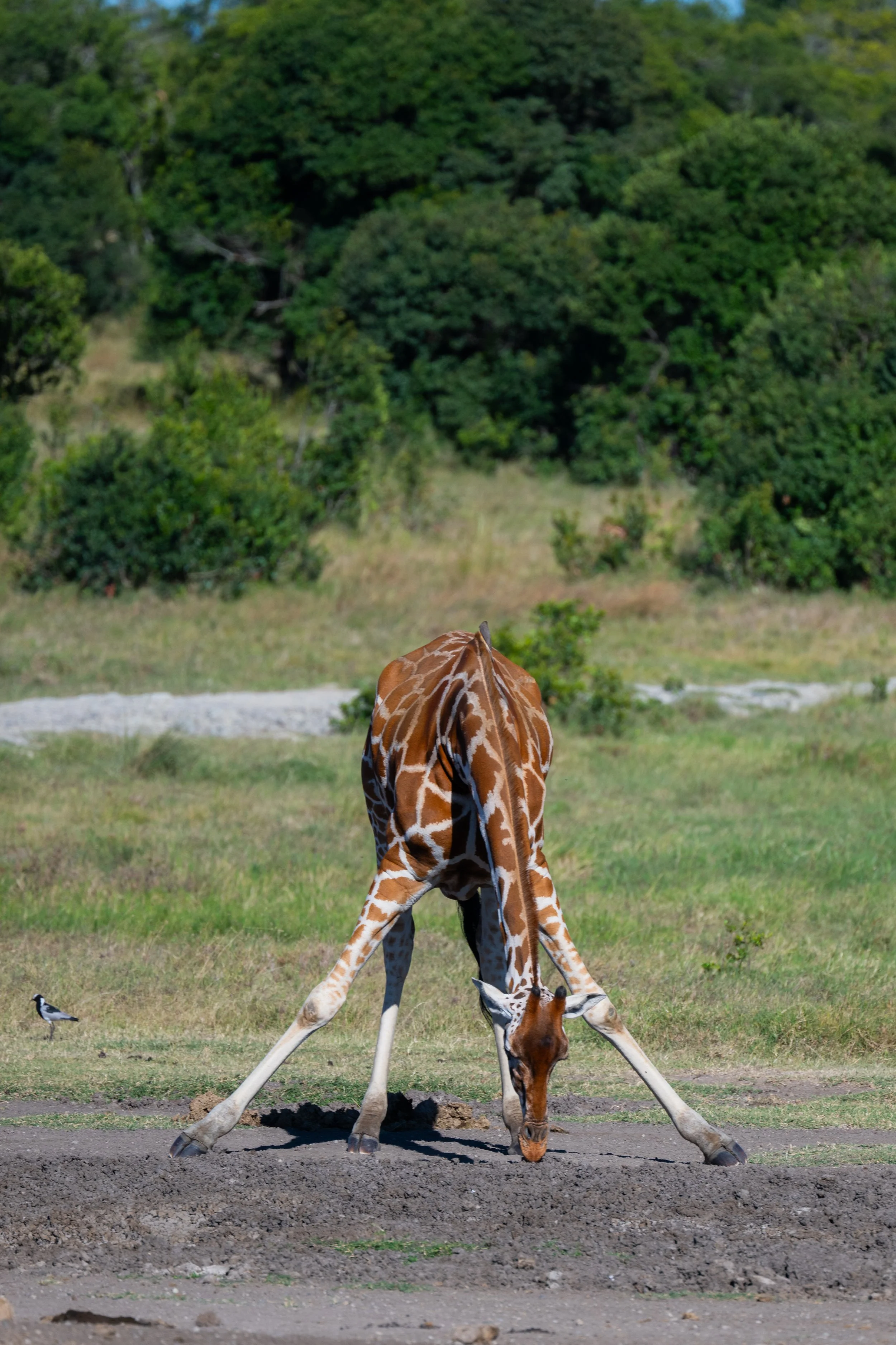 Africa2026VZ8_24492026.jpg