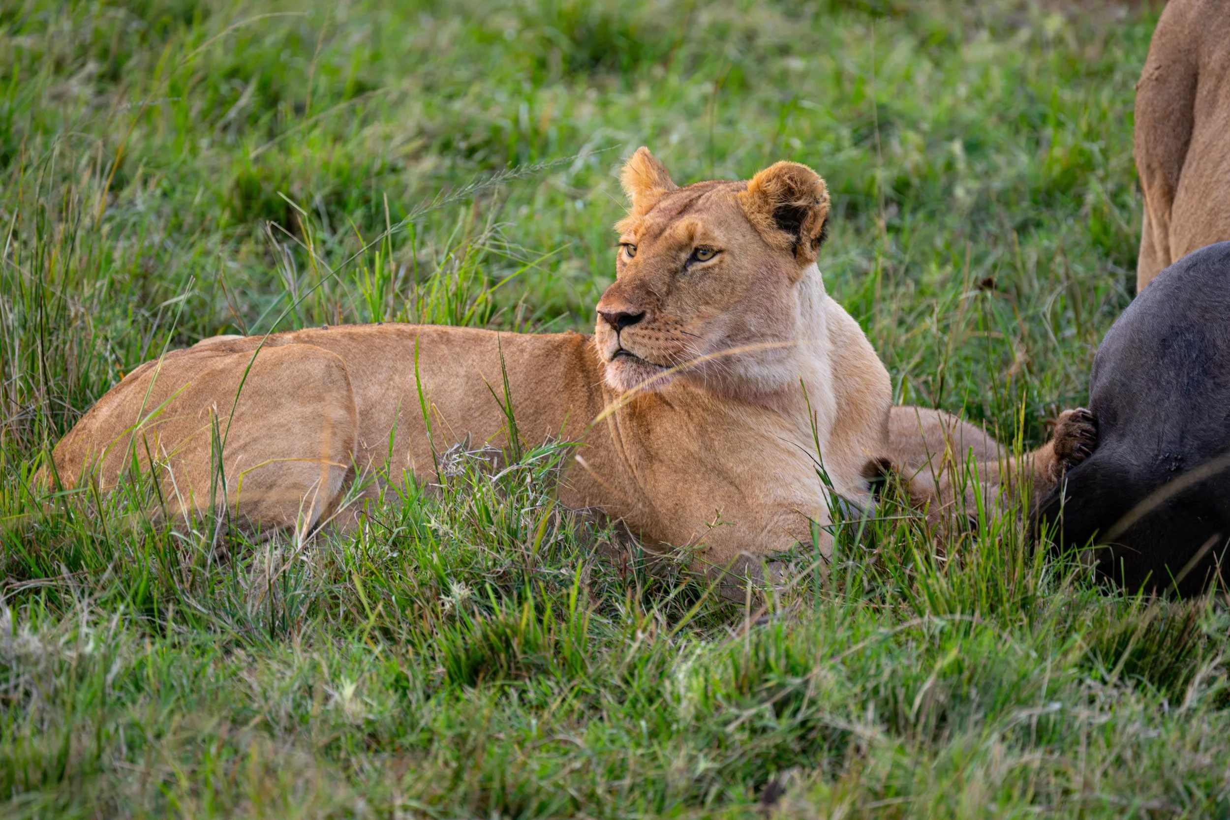 Africa2026VZ8_34742026.jpg