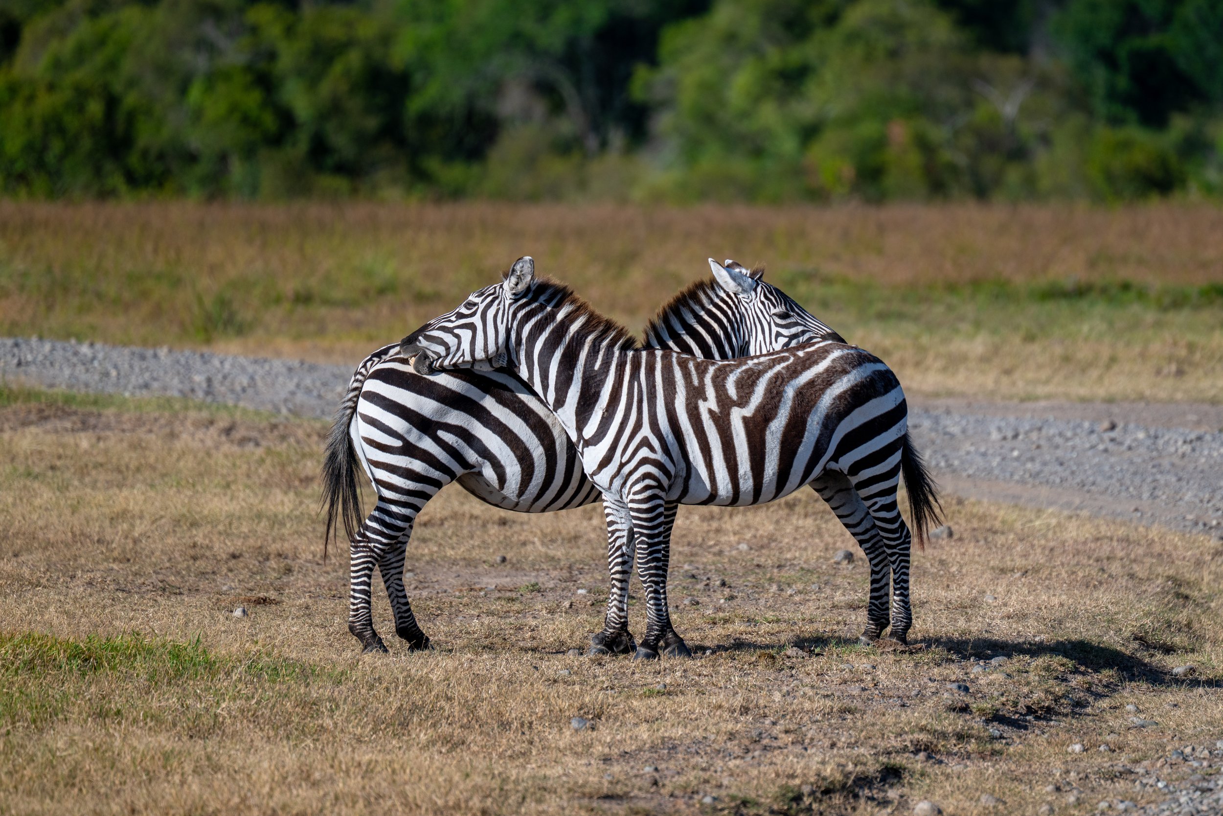 Africa2026VZ8_23972026.jpg