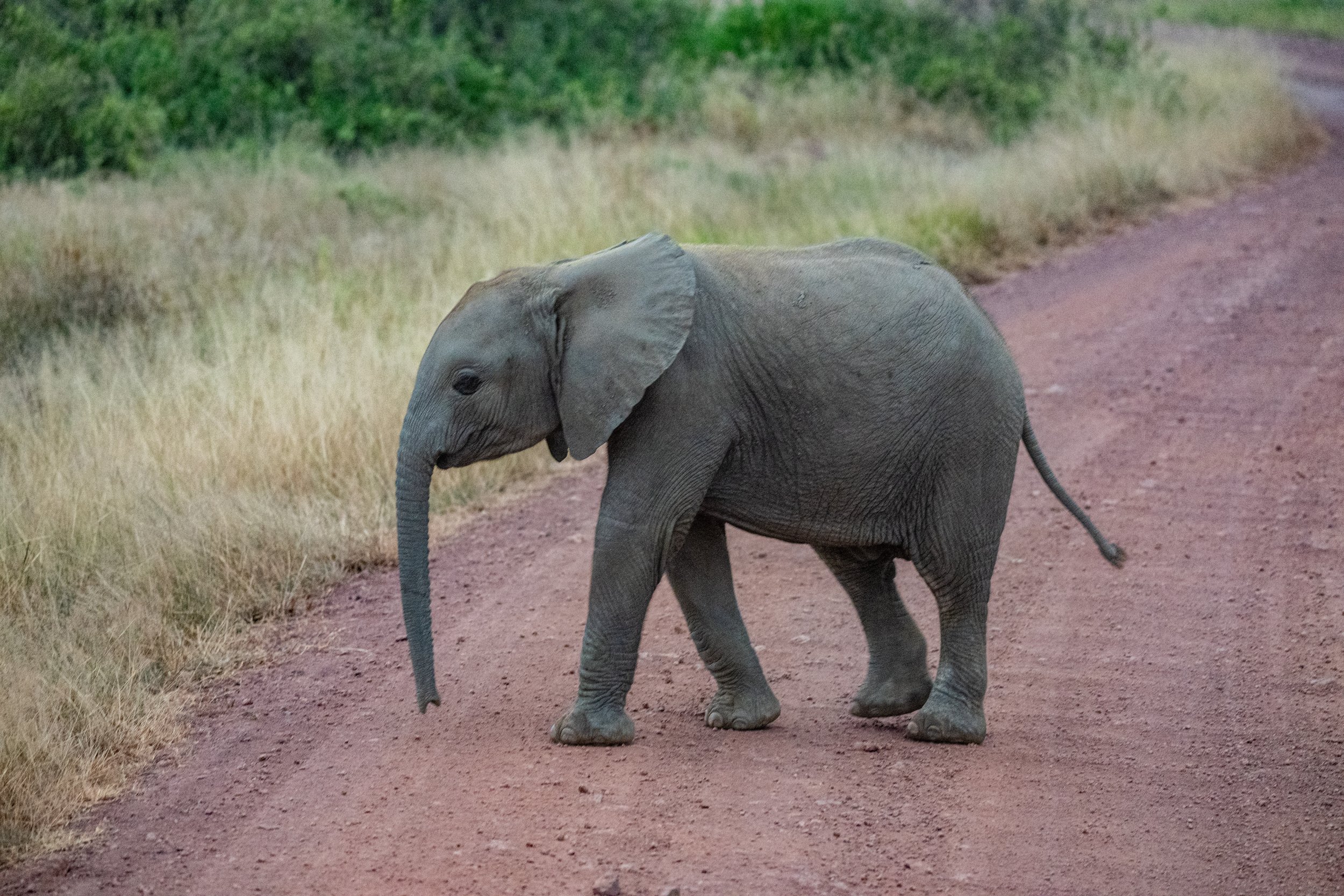 Africa2026VZ8_53812026.jpg