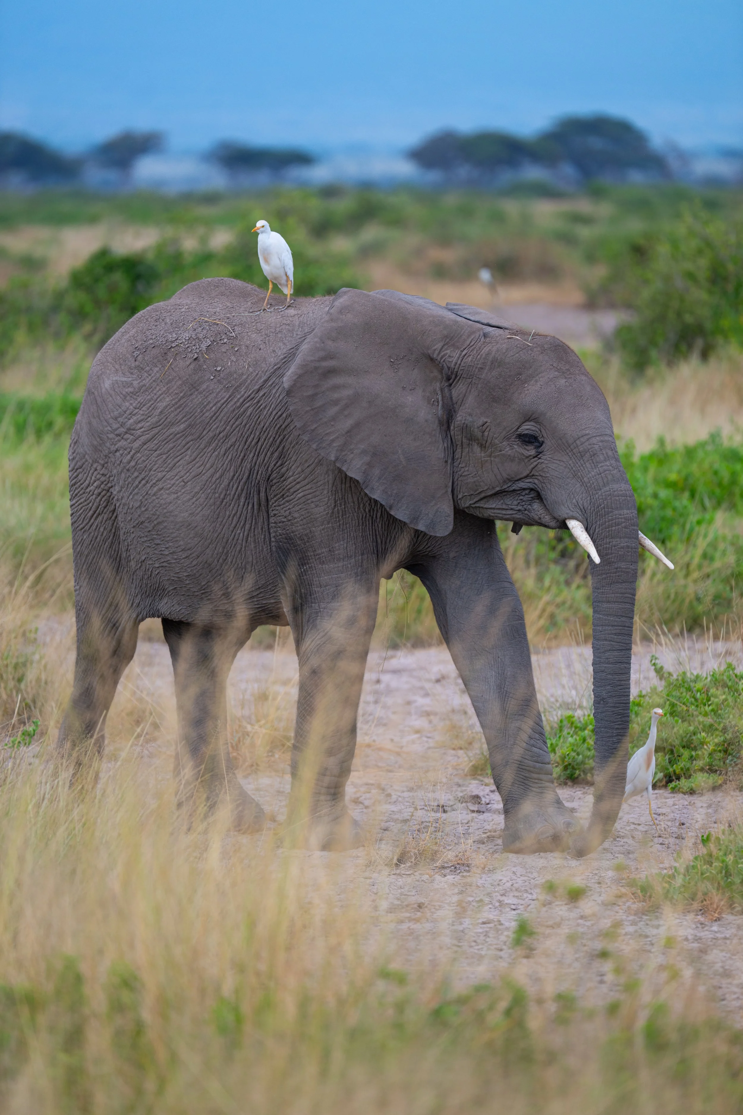Africa2026VZ8_56012026.jpg