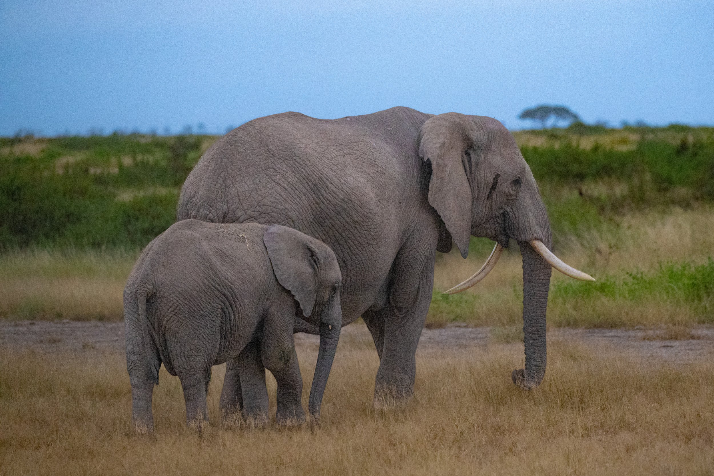 Africa2026VZ8_53712026.jpg