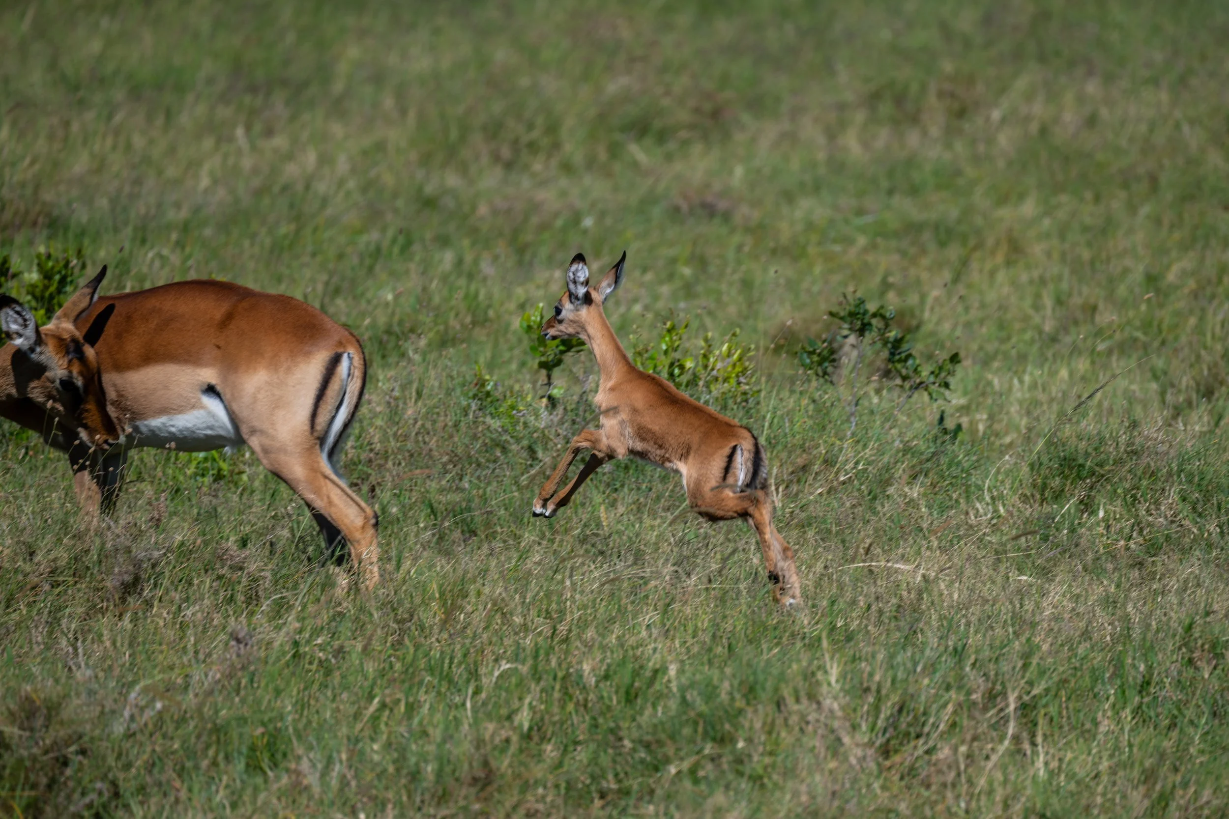 Africa2026VZ8_25402026.jpg