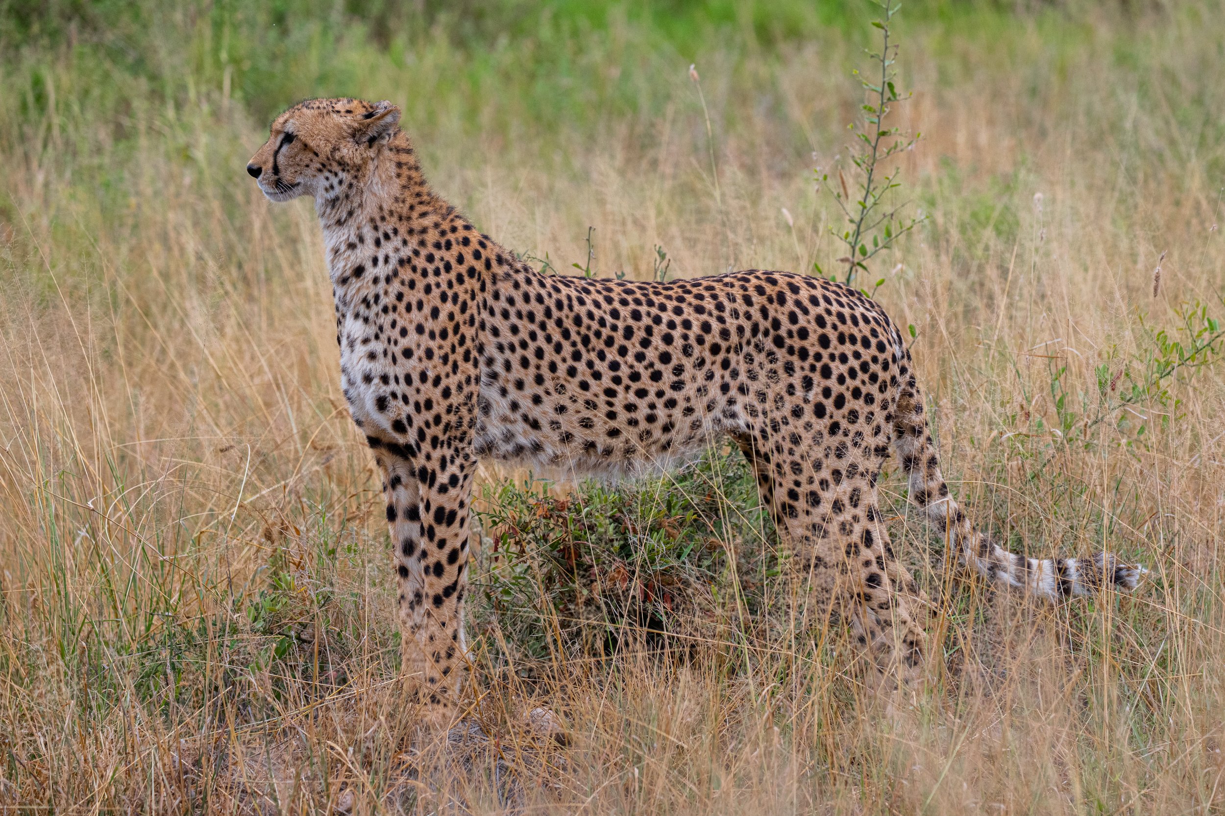 Africa2026DSC_55072026.jpg